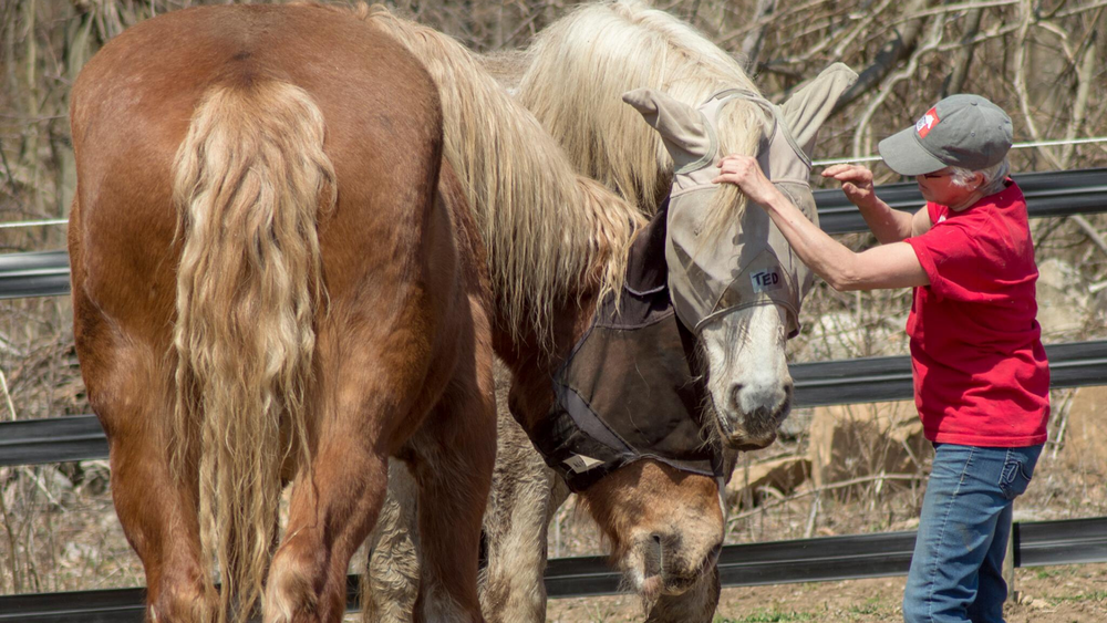 CT Draft Horse Rescue