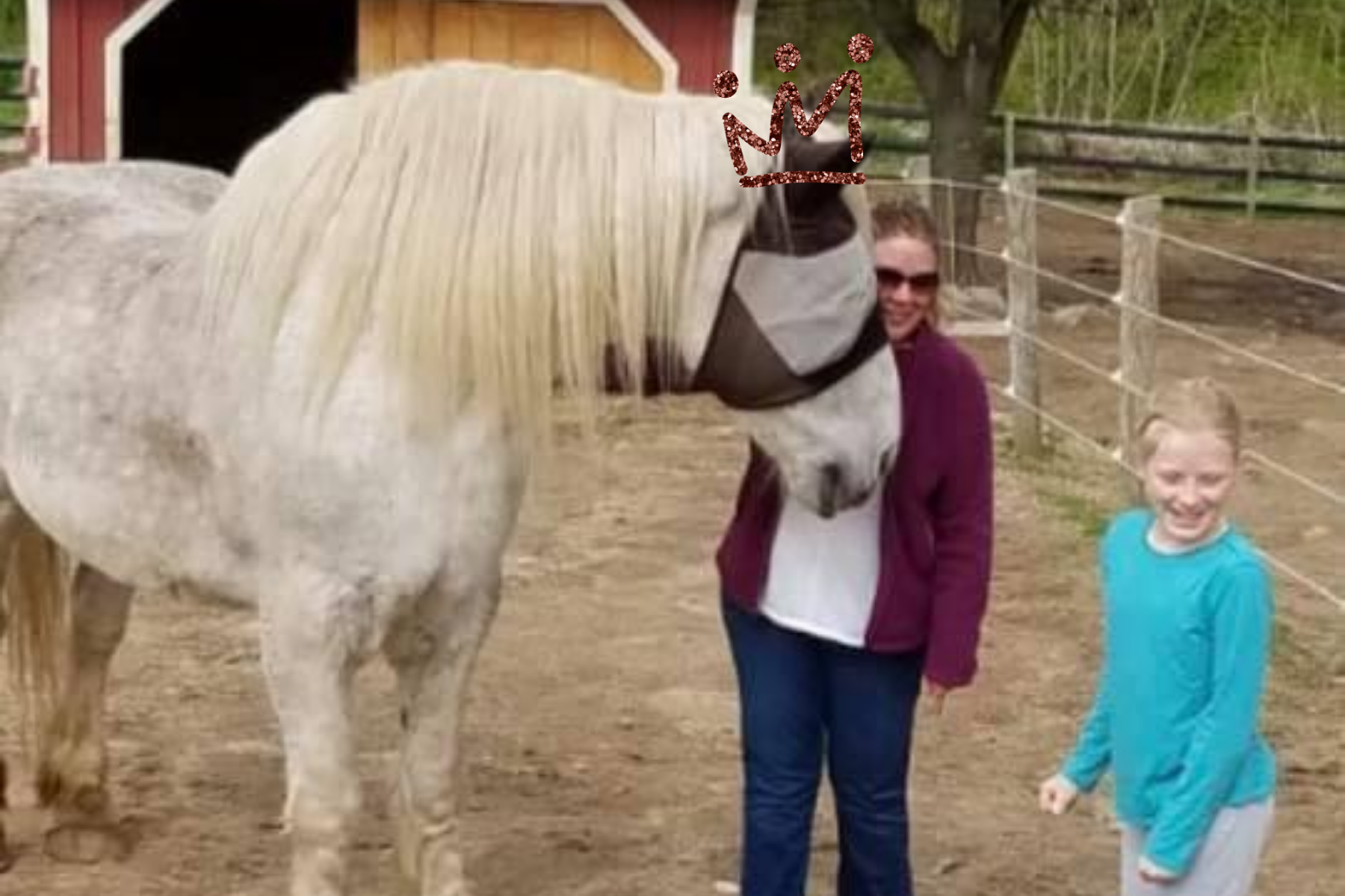 CT Draft Horse Rescue