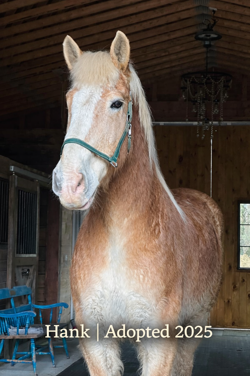 Hank Adopted.png