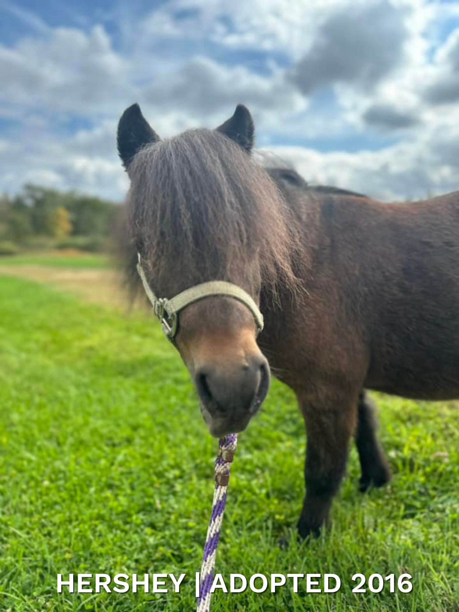 Adopted 2016.png