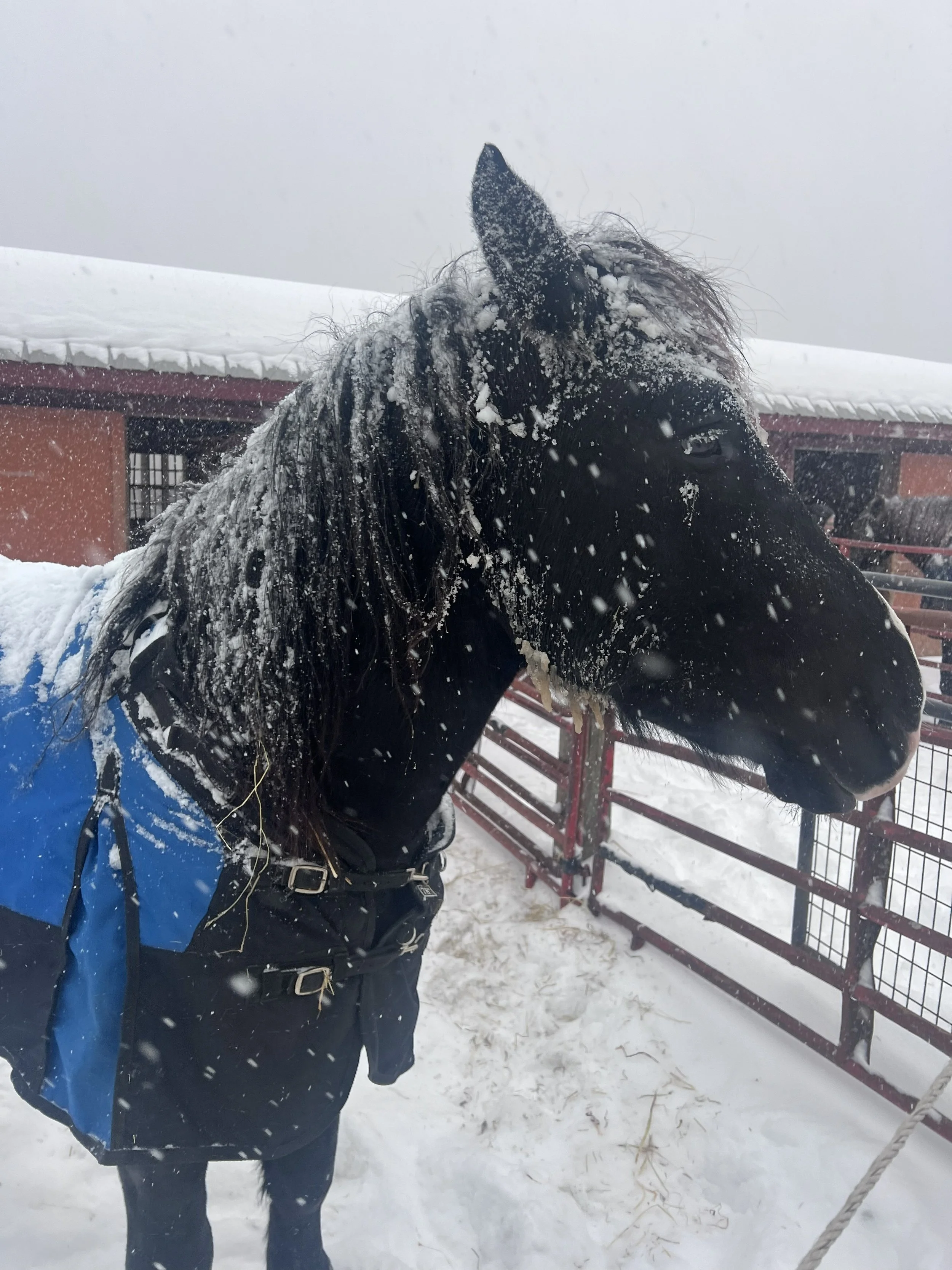 IMG_3157(1) - Copy.JPG