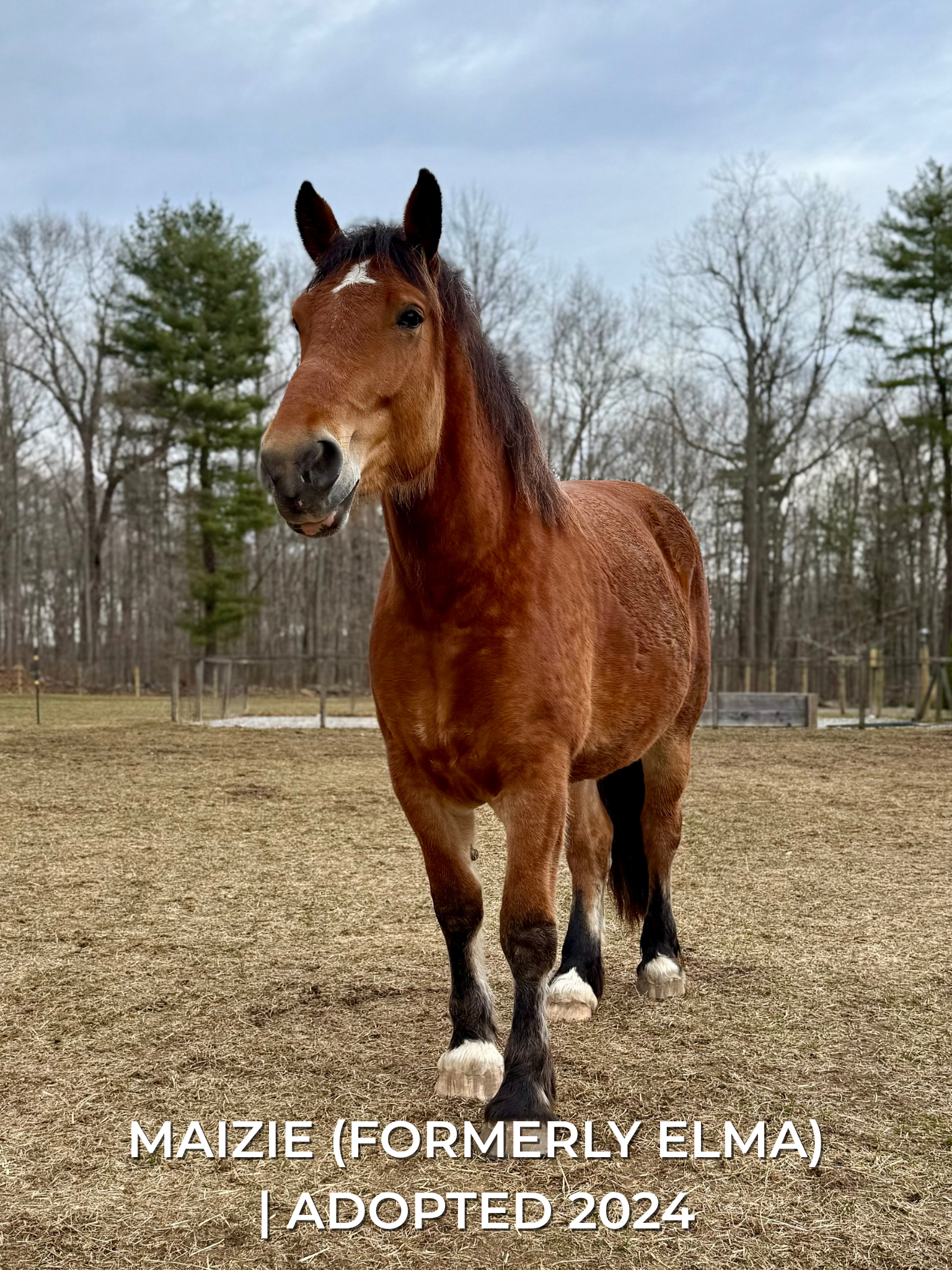 Adopted 2024 (2).png