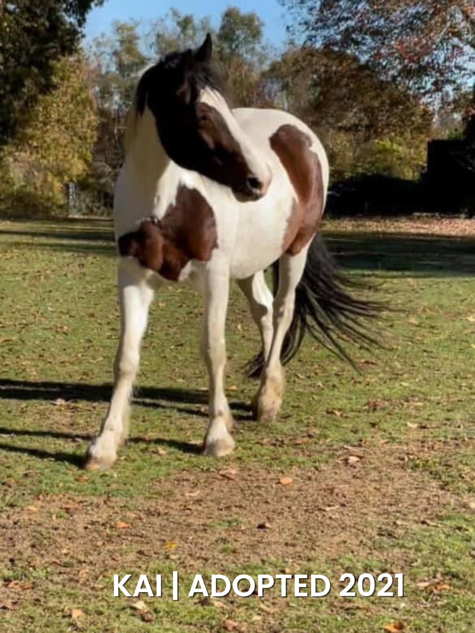 Adopted 2021.png