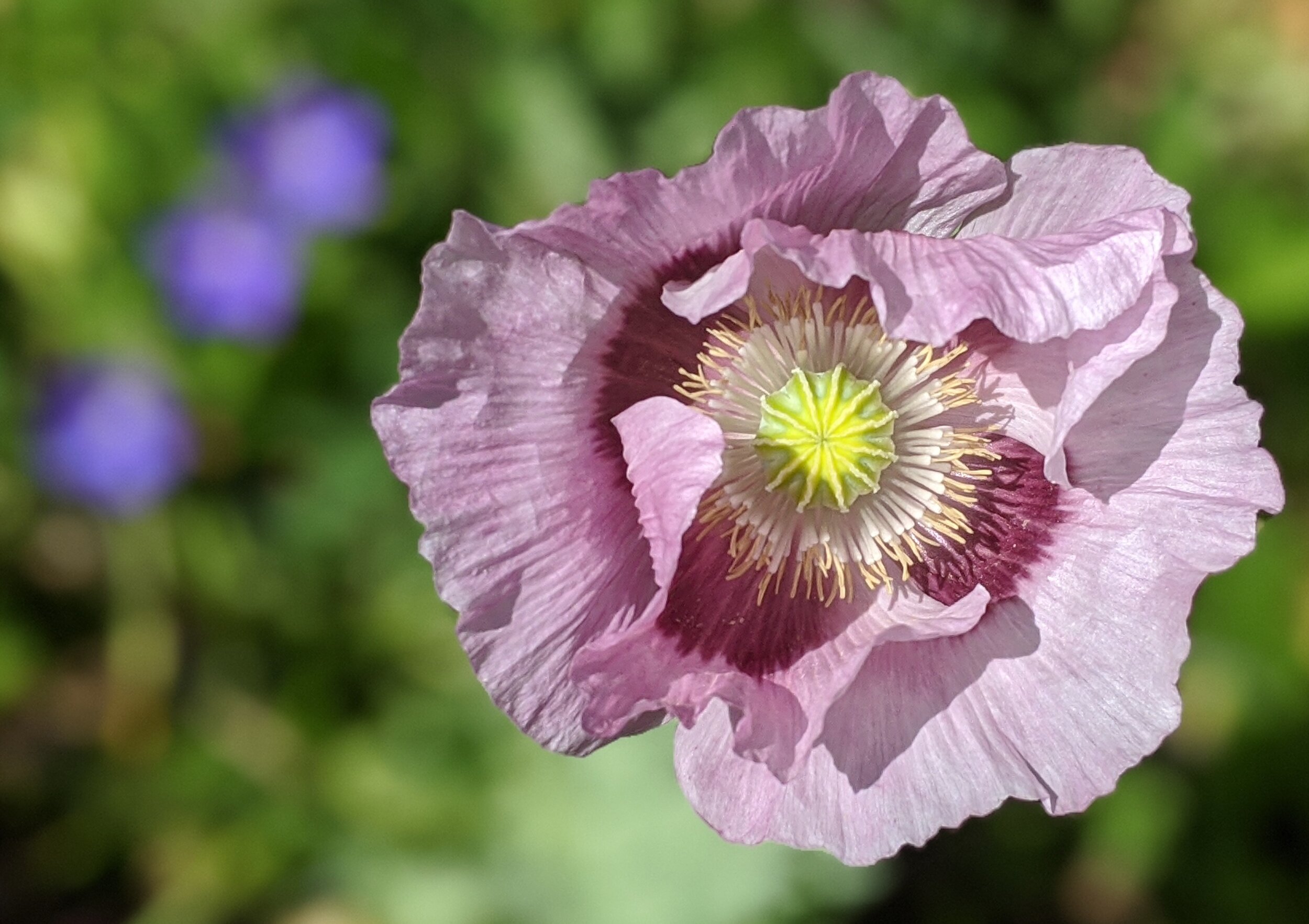 Purple Poppies