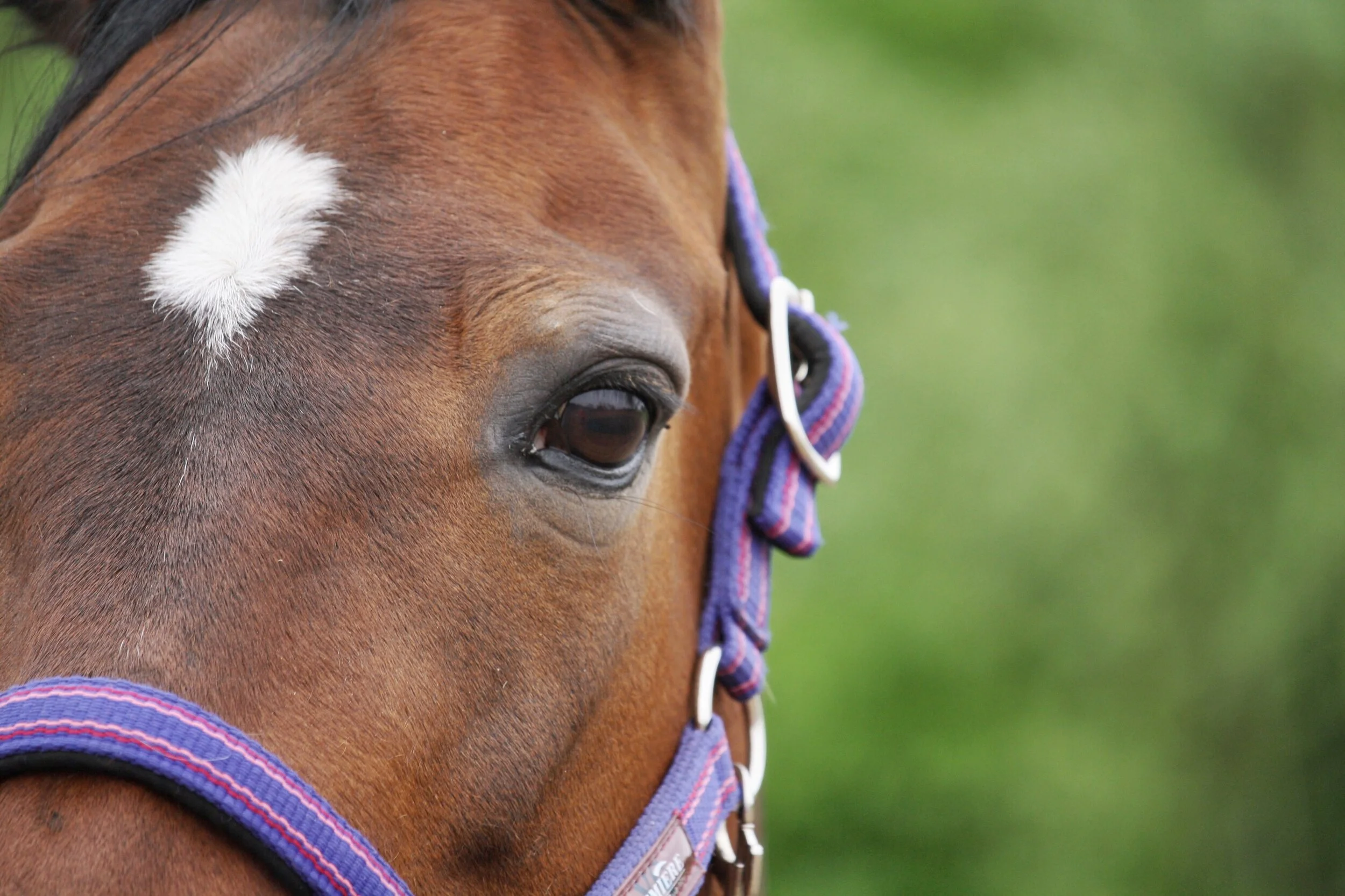 ONZE PAARDEN &amp; PONY'S