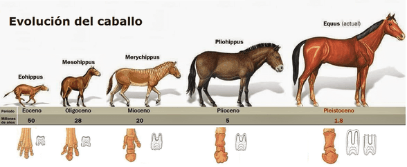 detectie progressief Dochter Evolutie van het paard — Manege Rijnenburg