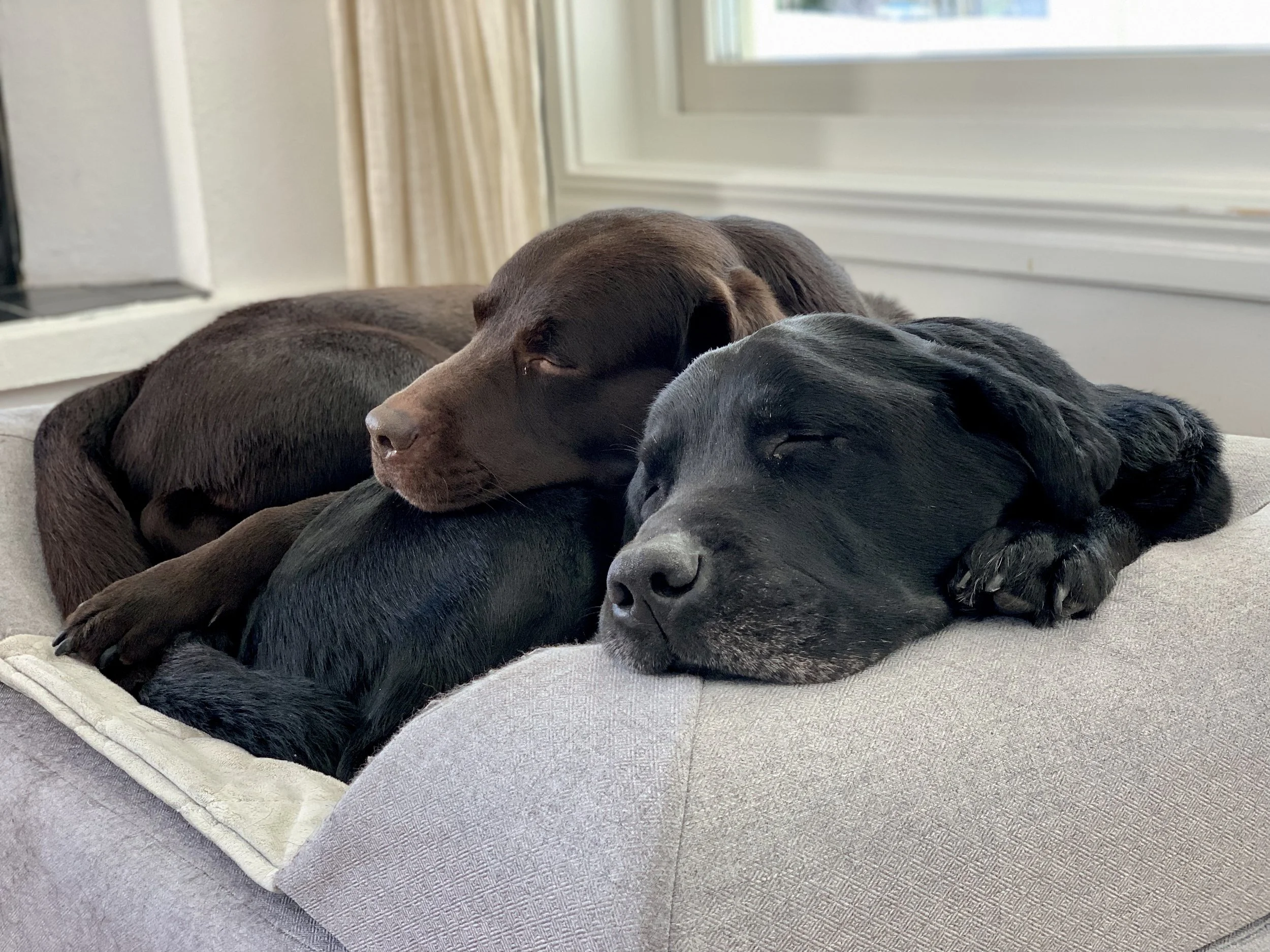 Lessons from man’s best friend
