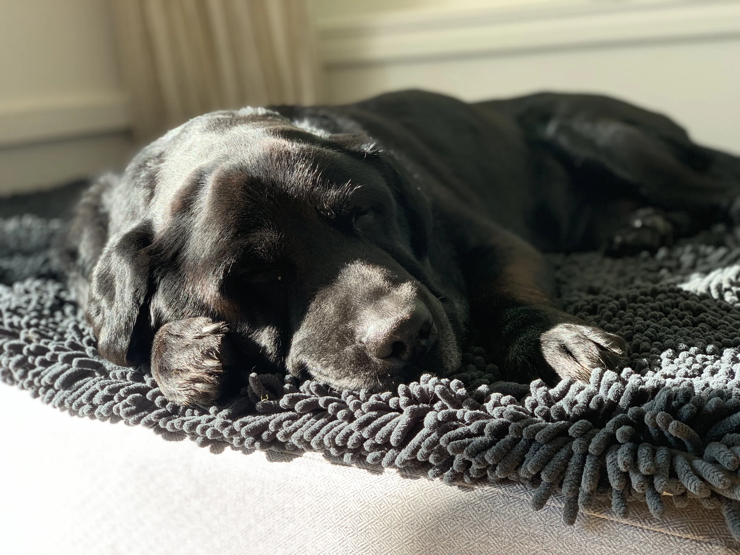 Canine early-warning system