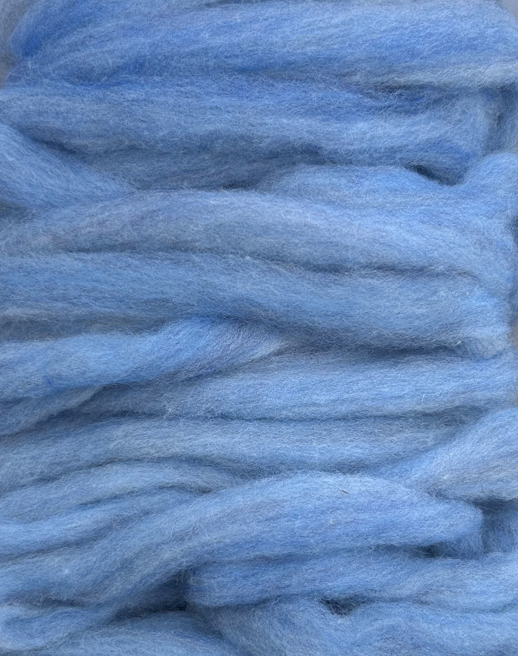 Bachelor's Button DK