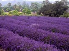Lavender Festival - Barrel Trains and Wagon Rides