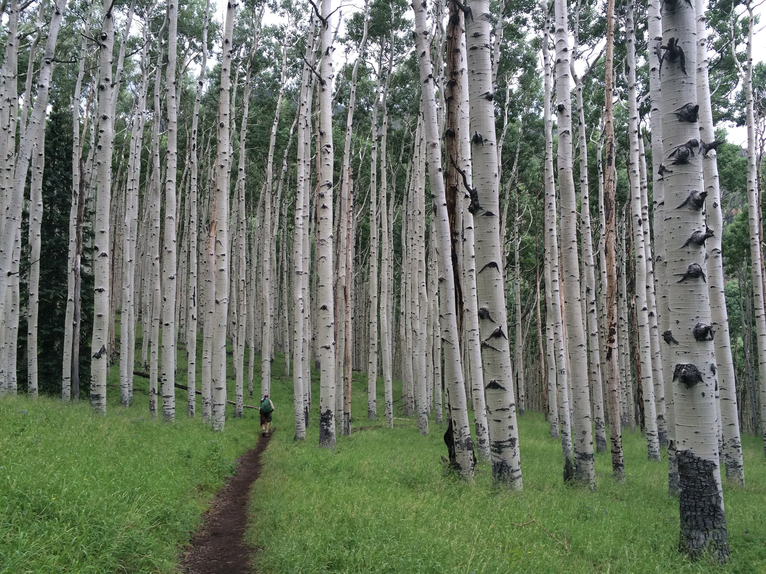 Aspen stand.jpg