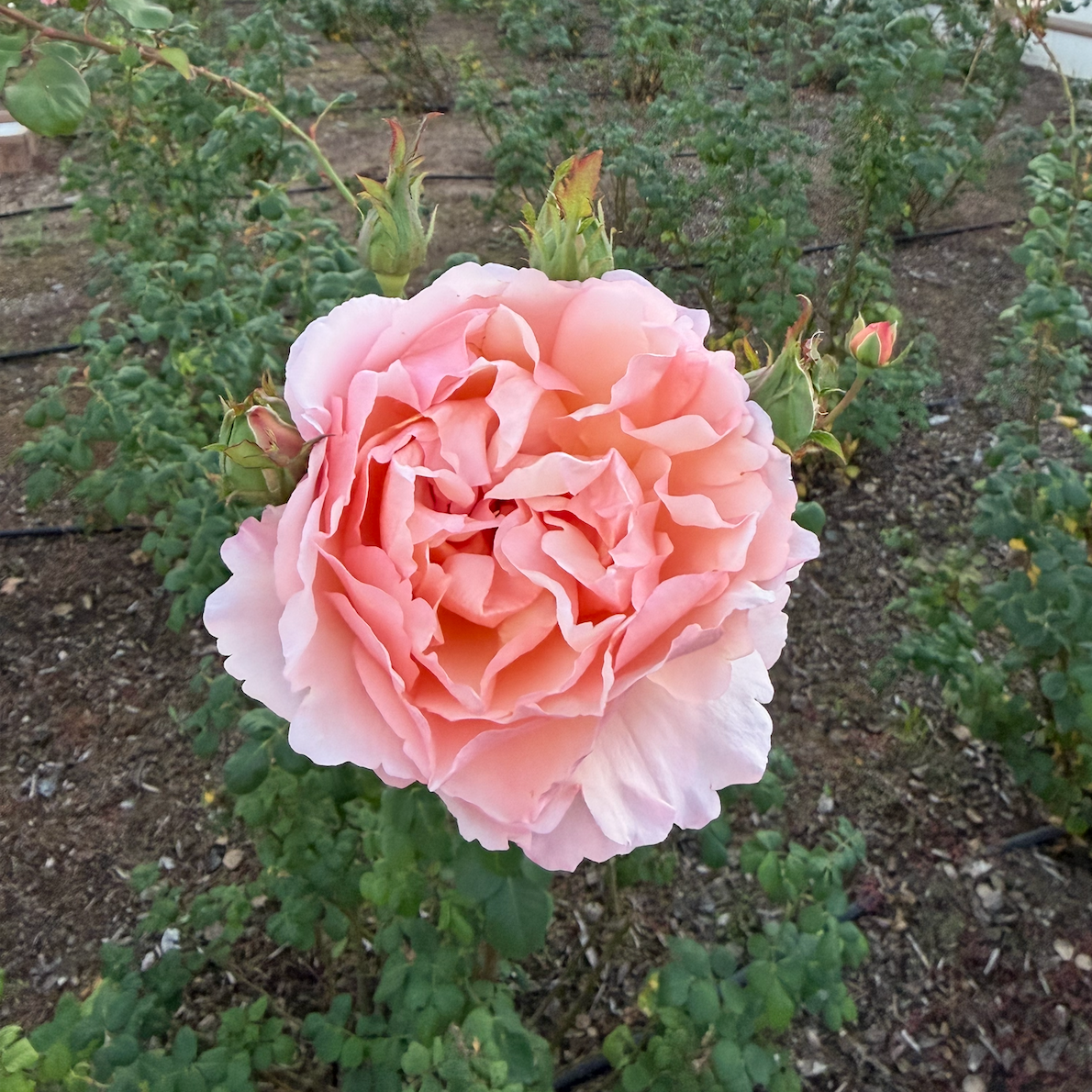 Princess Charlene of Monaco