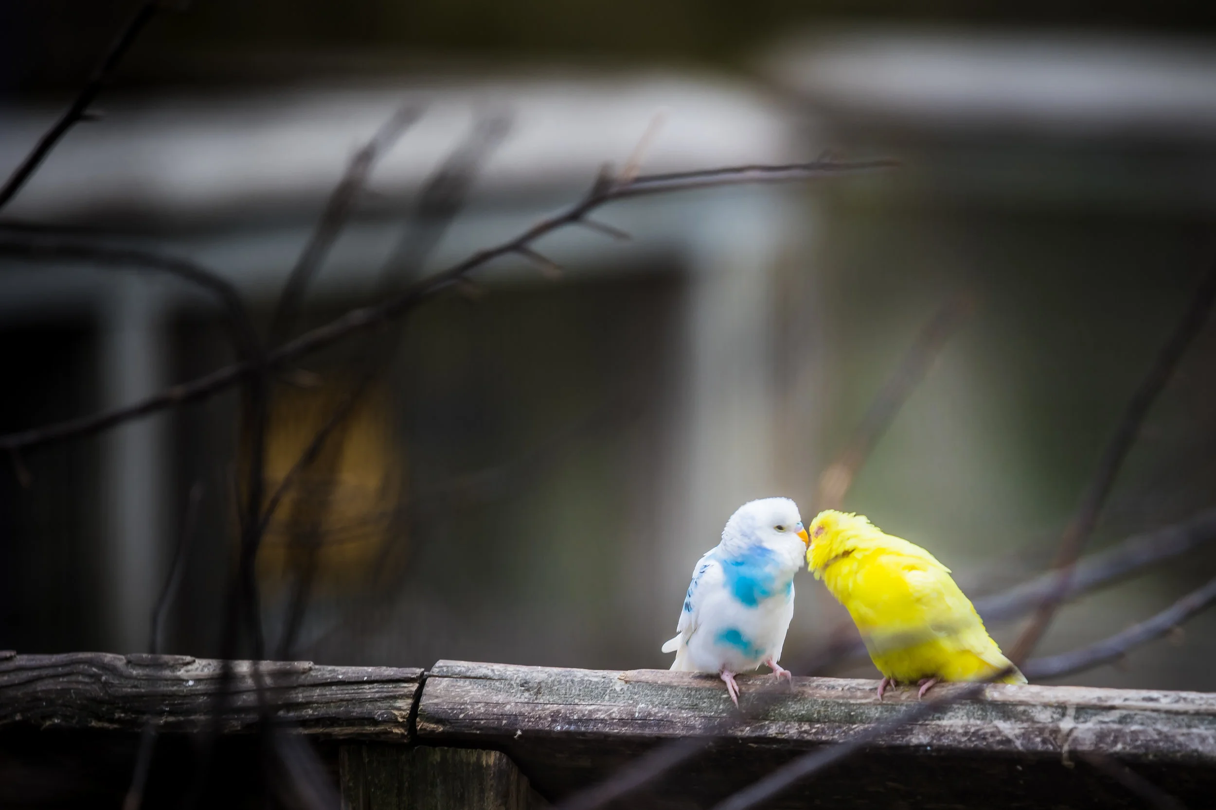 Discussing the Birds and the Bees