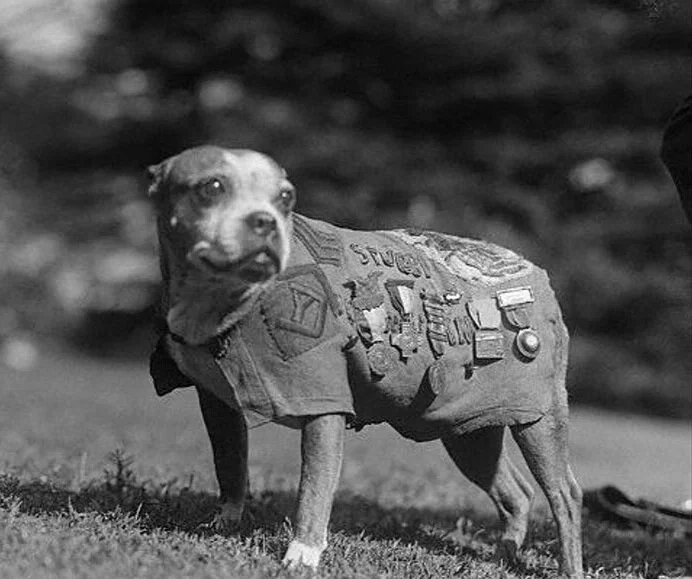 After%2Breturning%2Bhome%252C%2BStubby%2Bbecame%2Ba%2Bubiquitous%25E2%2580%25A6.jpg