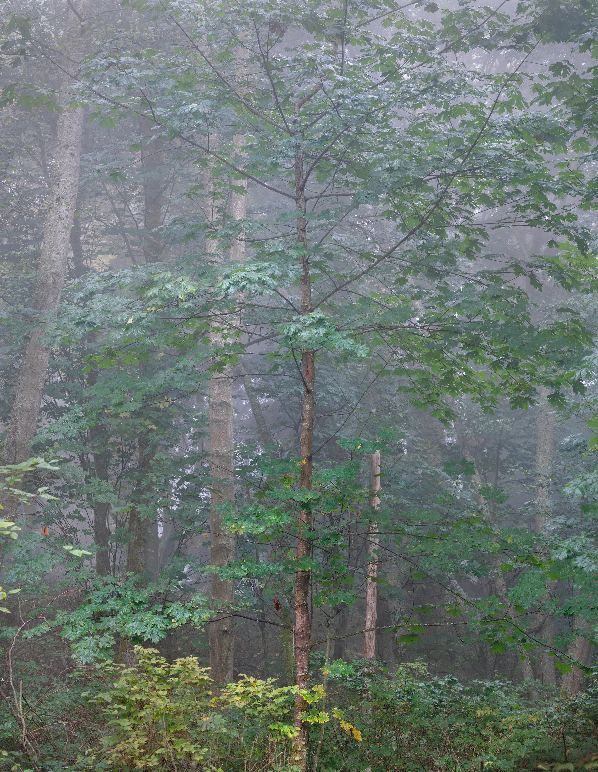 _DSC0312-Pano copy.jpg