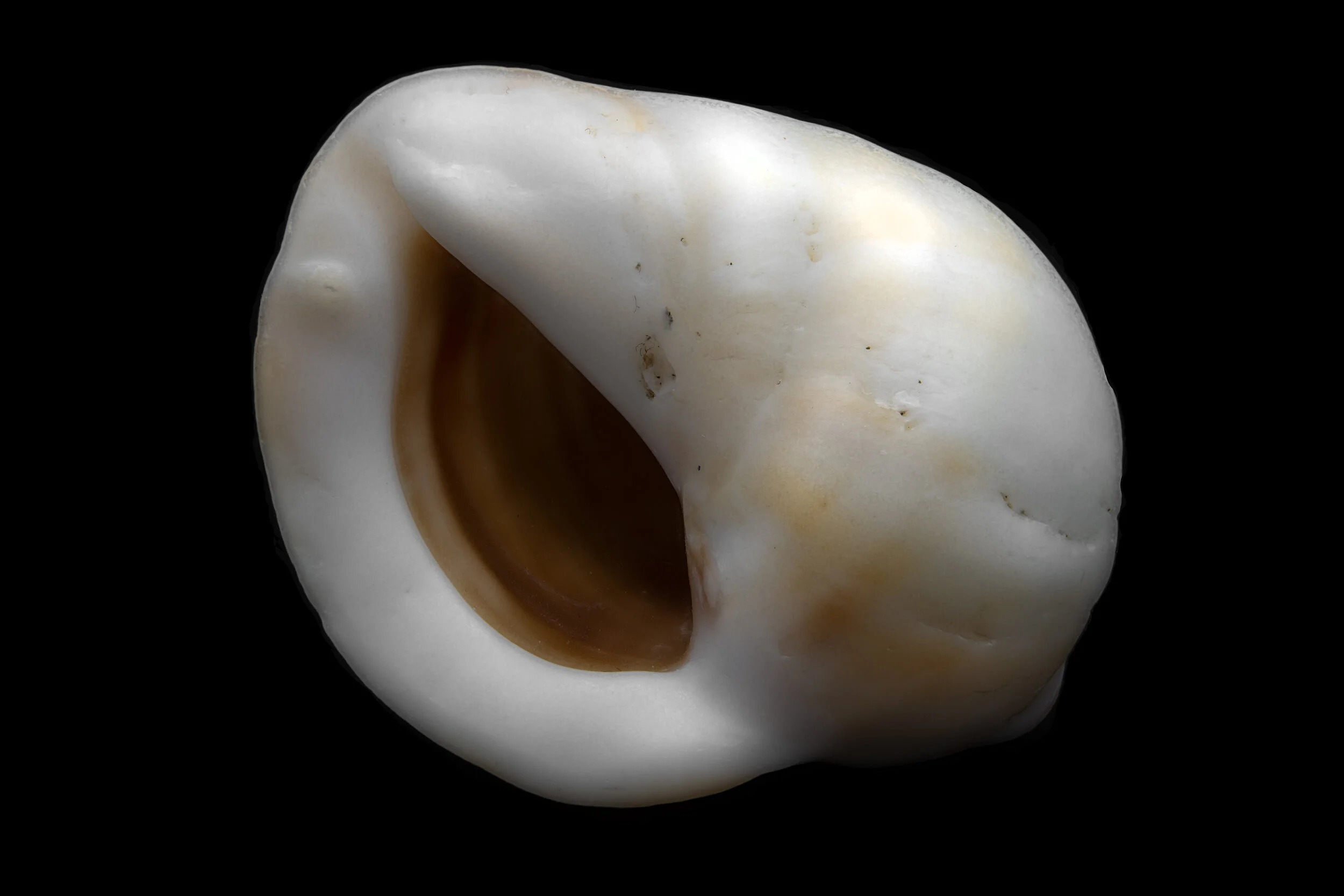 Shell 2 copy.jpg