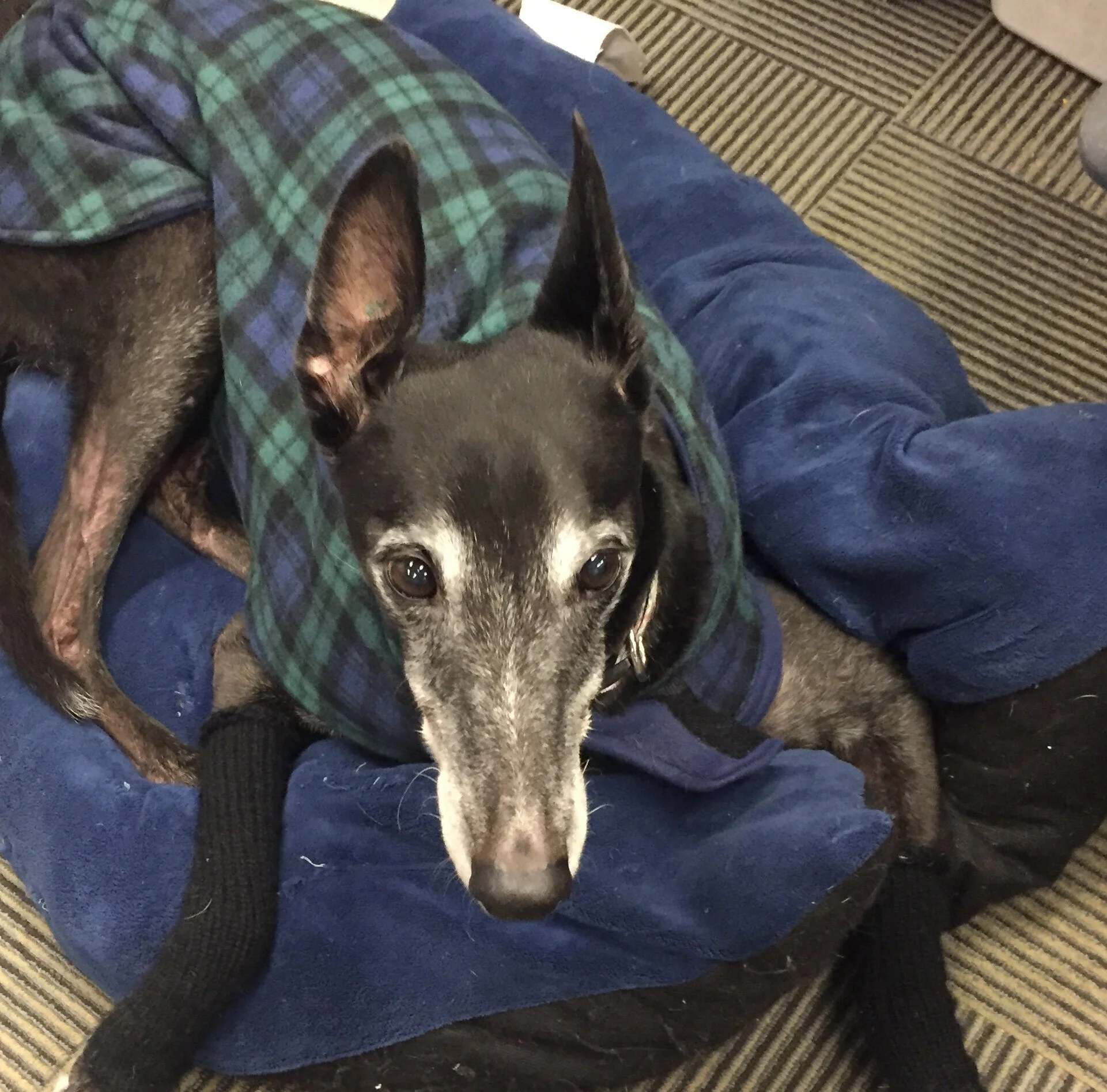 Greyhounds: Dogs for Cat People