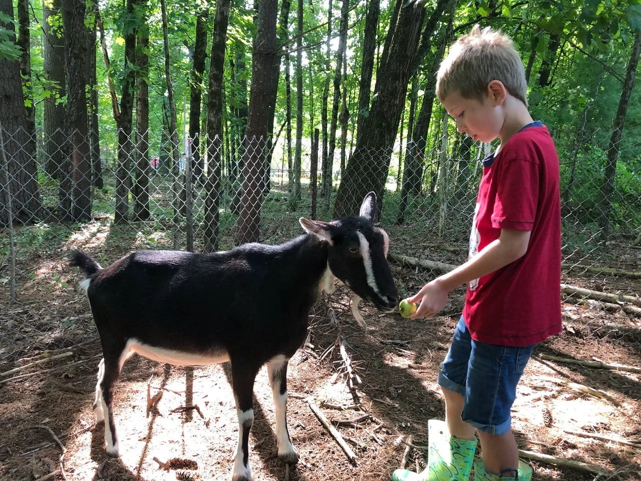 A Taste of the New Creation: Farm Camp at Saint Nicholas House 