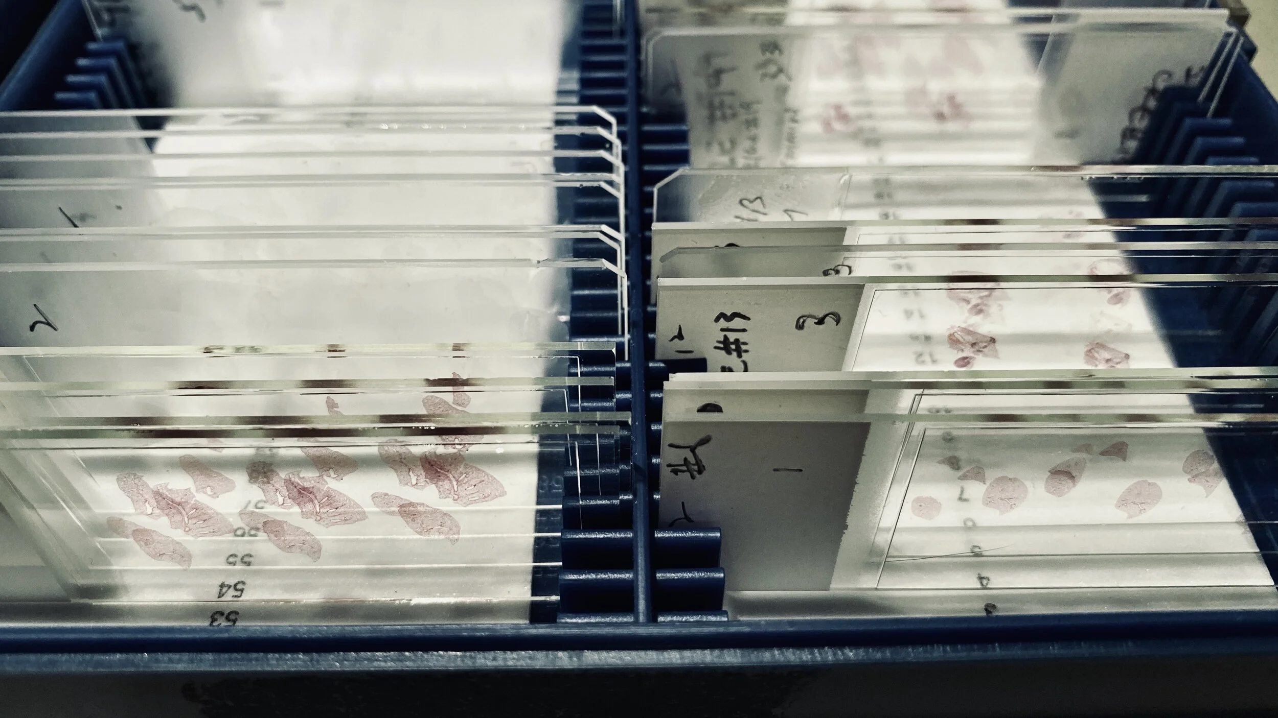 IMG_5046 slides less color.jpeg