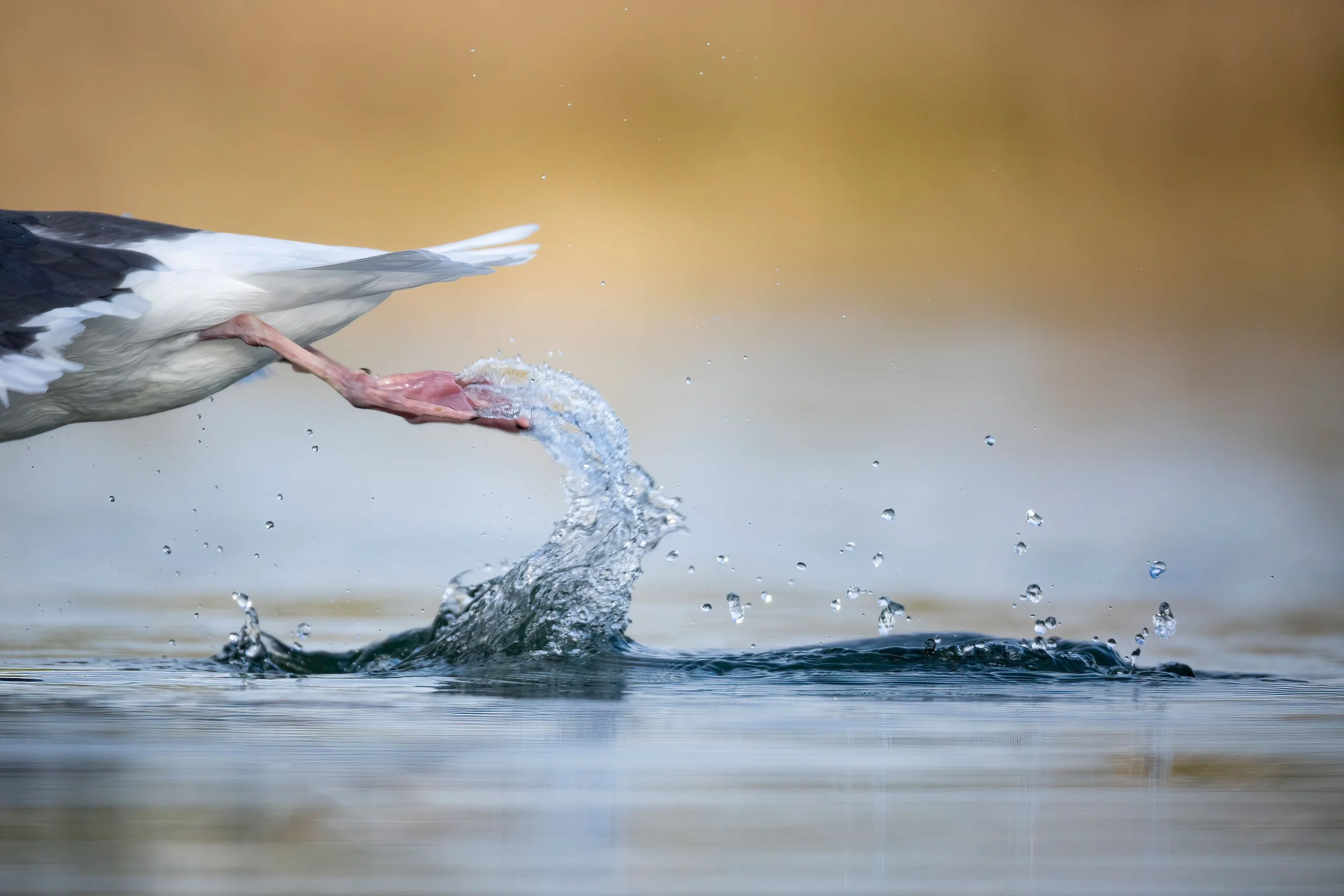 Western Gull-UNBNP 2.JPG