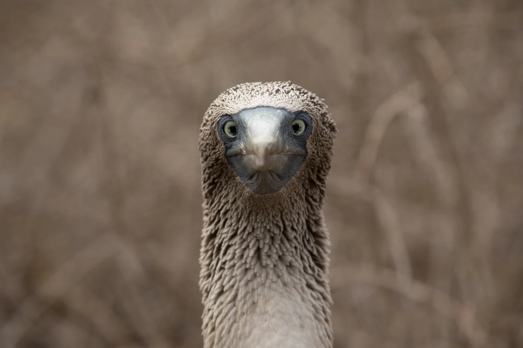 Galapagos_2018-46.JPG