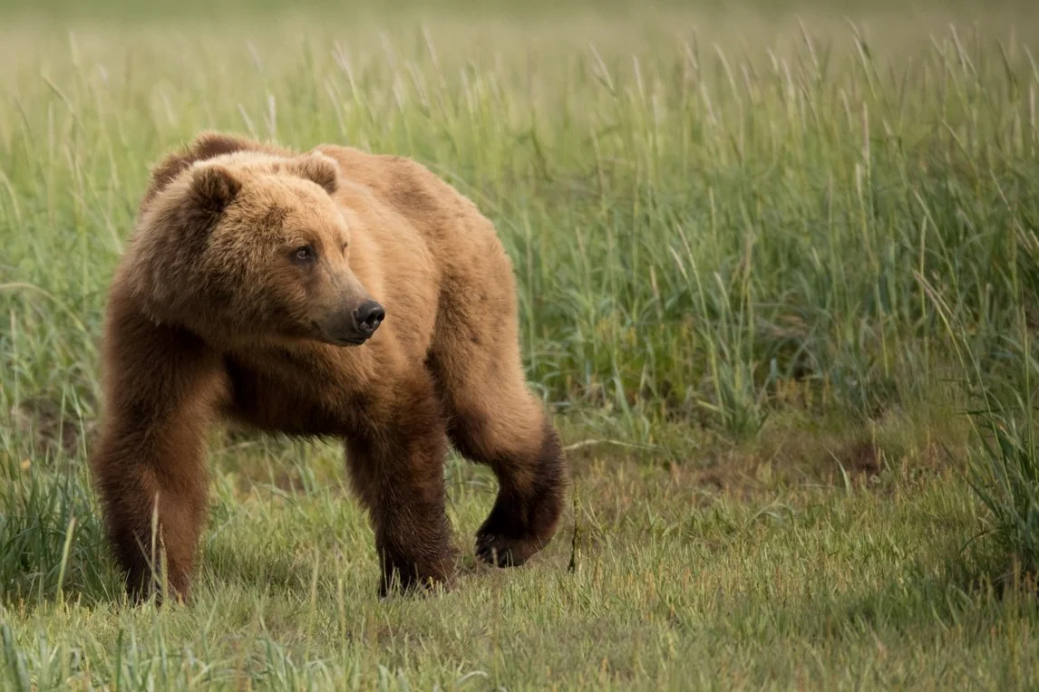 Alaska-58.JPG