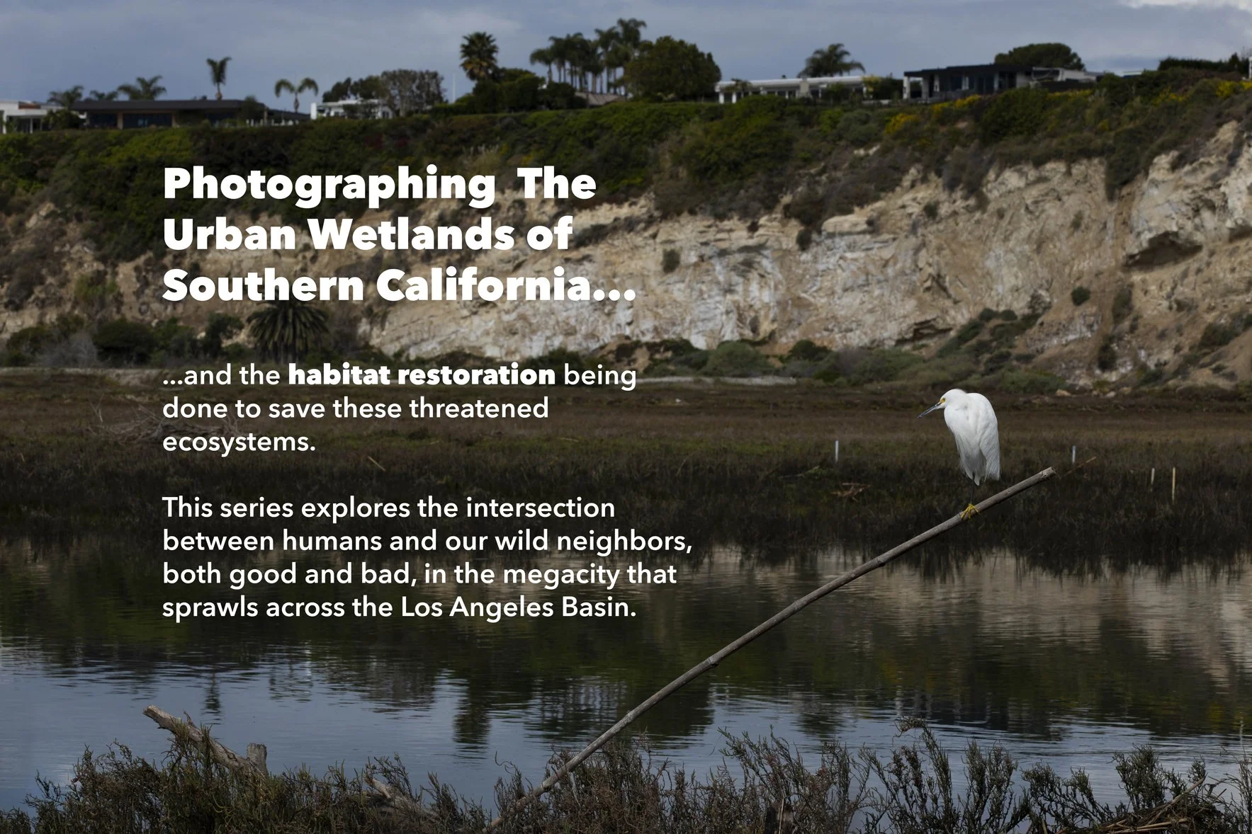 Snowy-Egret-Landscape-Horizontal---UNBNPs.jpg