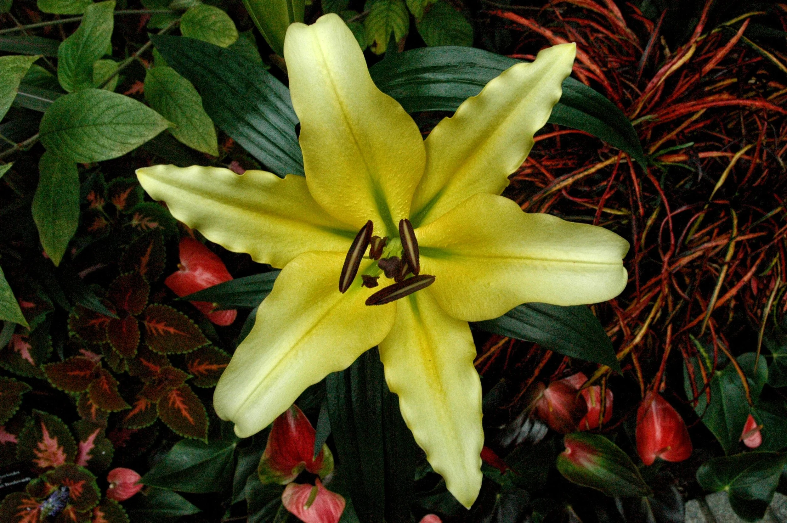 DSC_4786.JPG