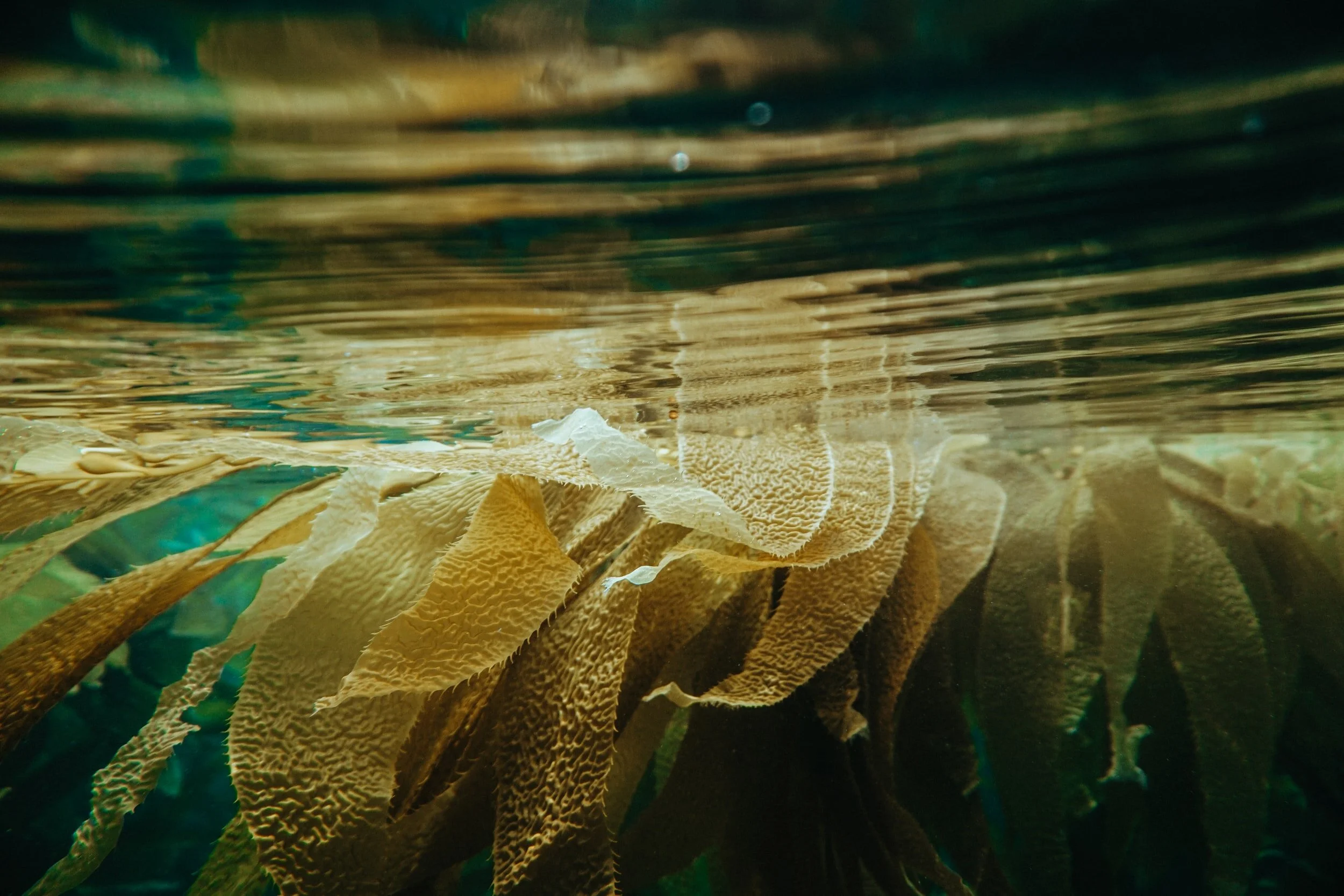 Kelp &amp; Ocean Warming
