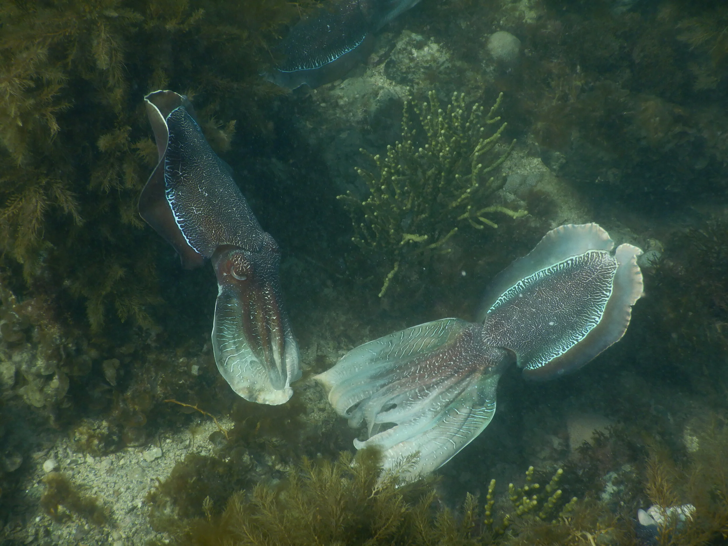 Adventures with Cuttlefish.