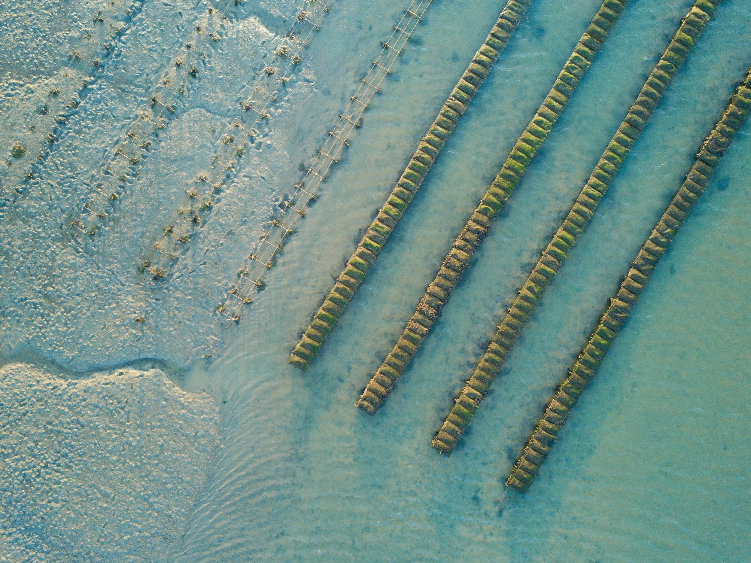 Seagrass &amp; Oysters Movie Night