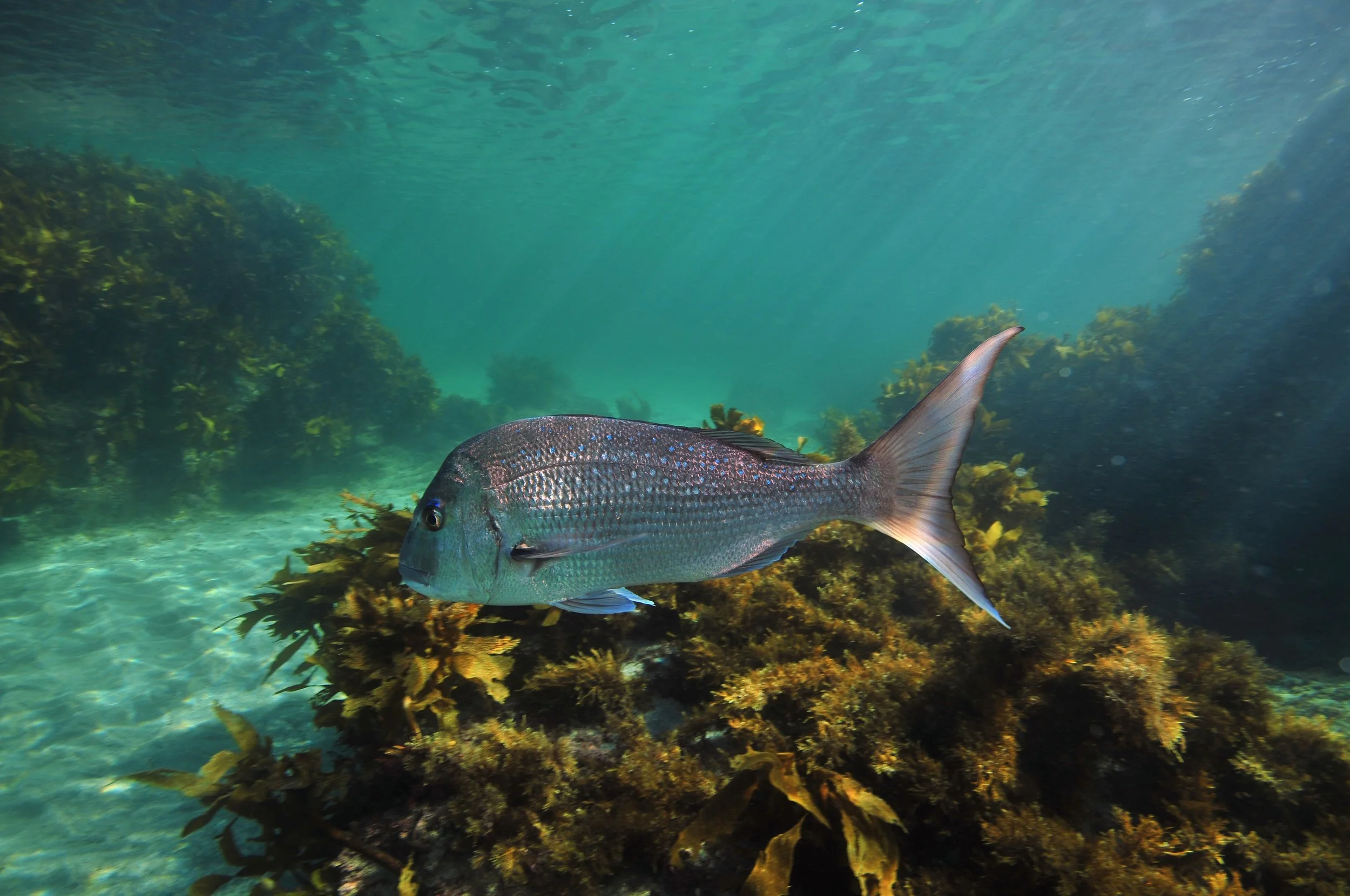 Kelp: The Unsung Hero