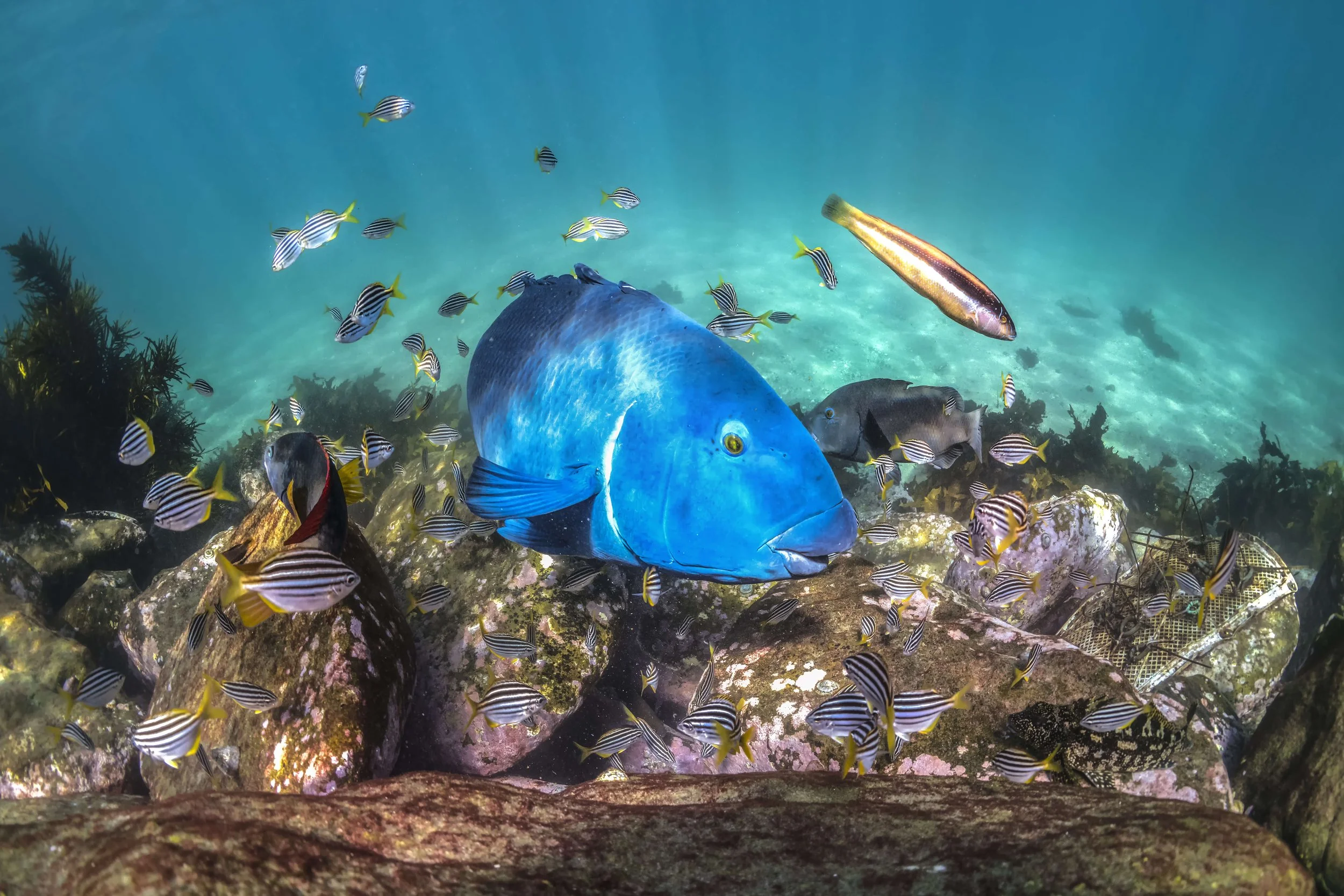 Blue groper 2.jpeg