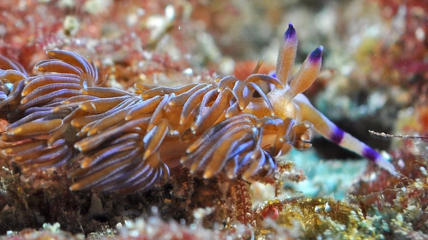 BROULEE SEA SLUG CENSUS