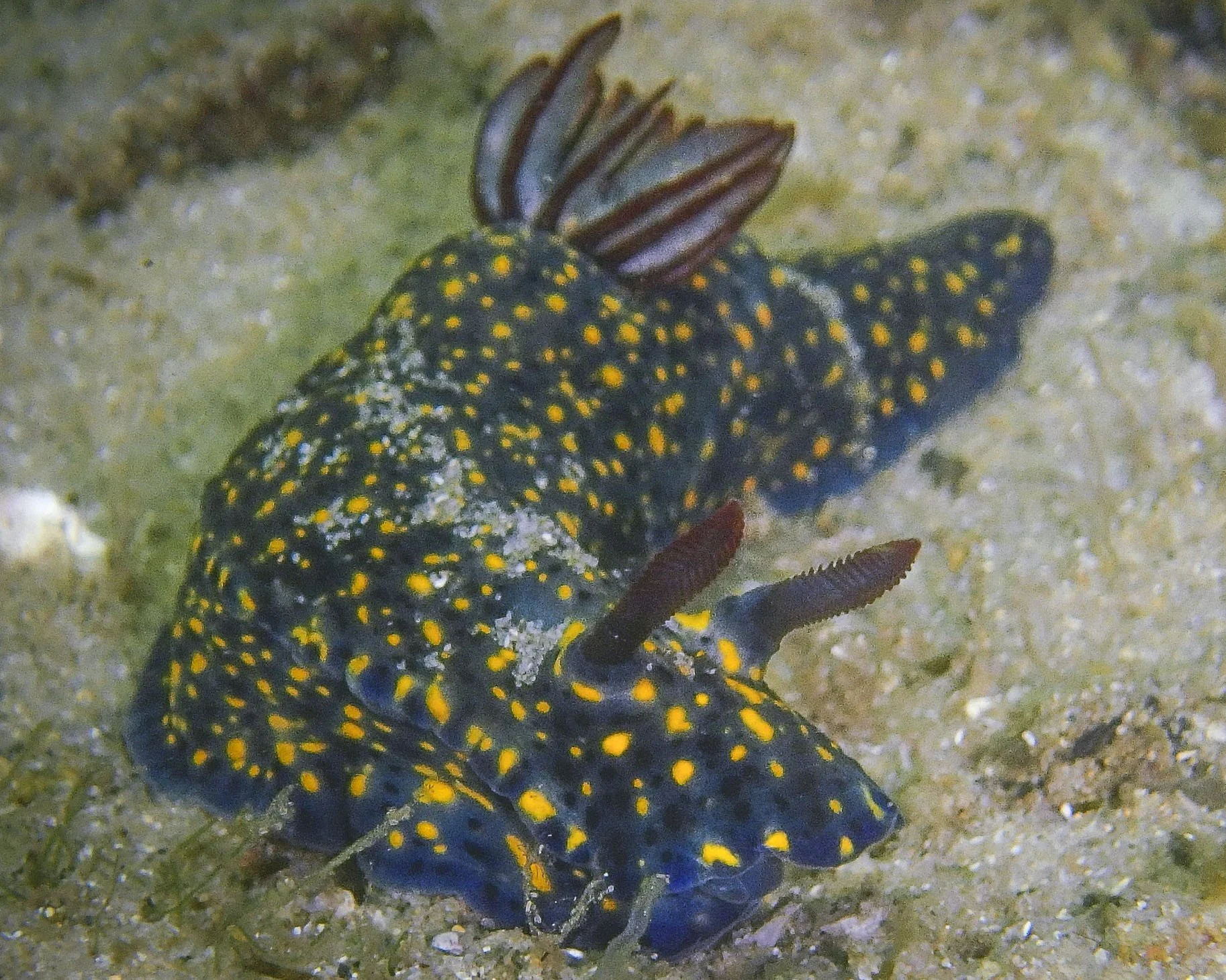 GUERILLA BAY SEA SLUG CENSUS