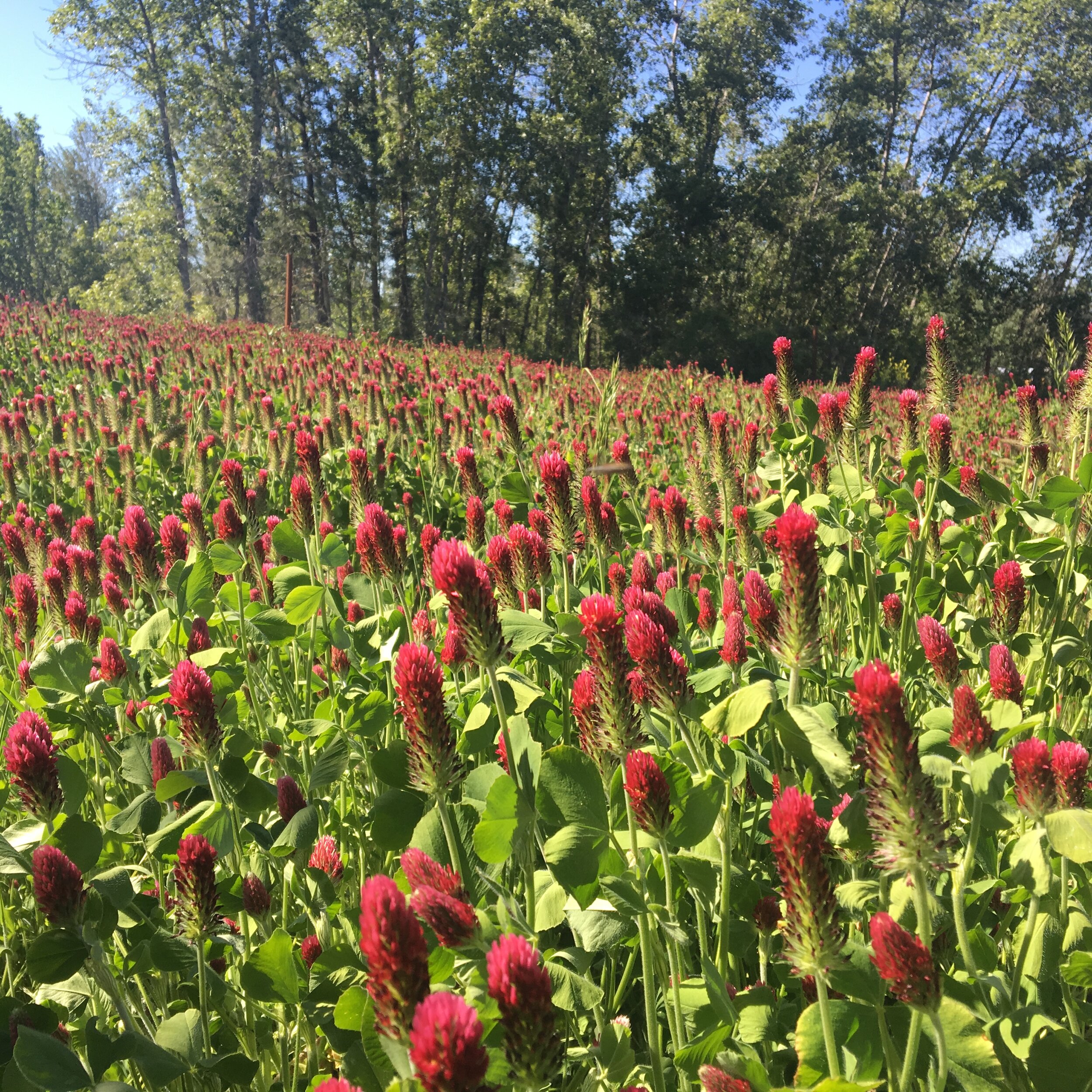 NATURAL GARDENS