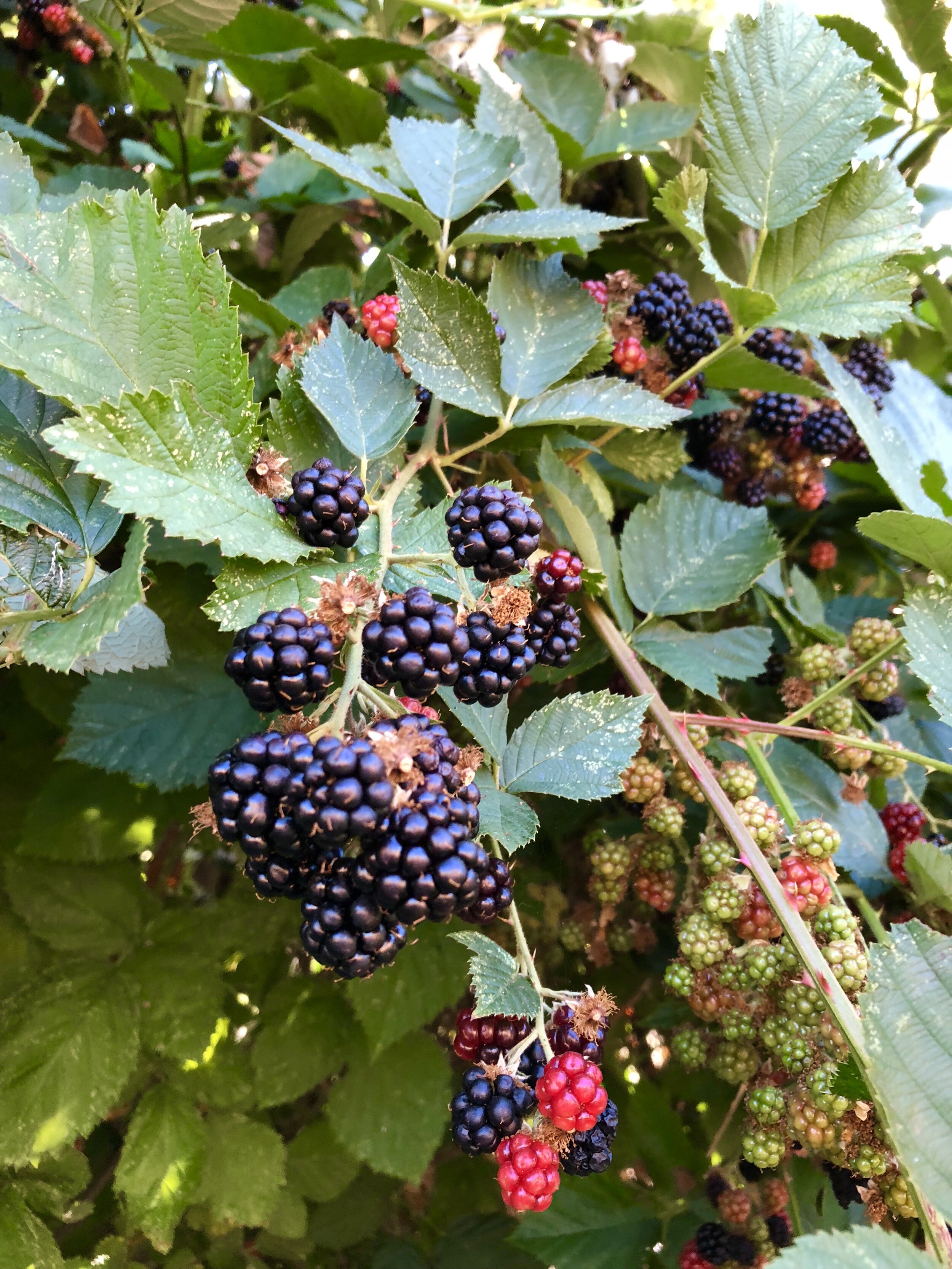 new webpage blackberries.jpg