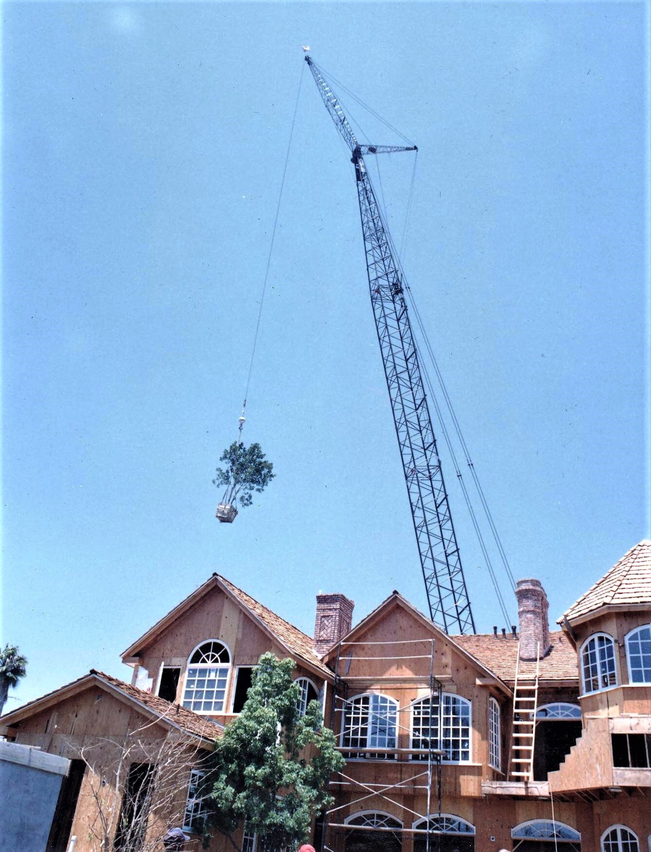 webpage new craned tree over house.jpg