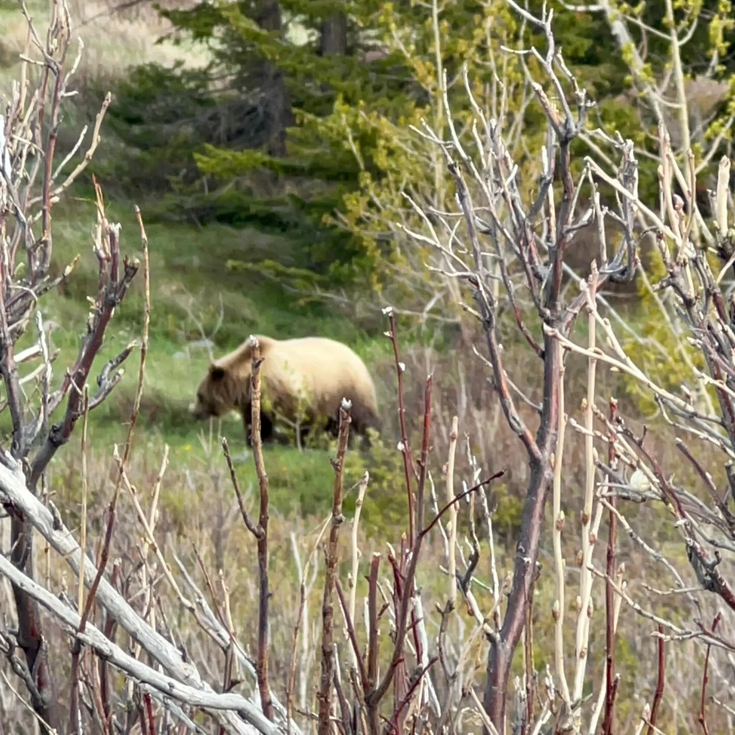 🐻 Seeing bears in the wild is &ldquo;unbearably&rdquo; exciting! But bear encounters can be both thrilling and nerve-wracking! 

Much like being unprepared for snow in June at Glacier National Park, we were also unprepared for bears until we noticed