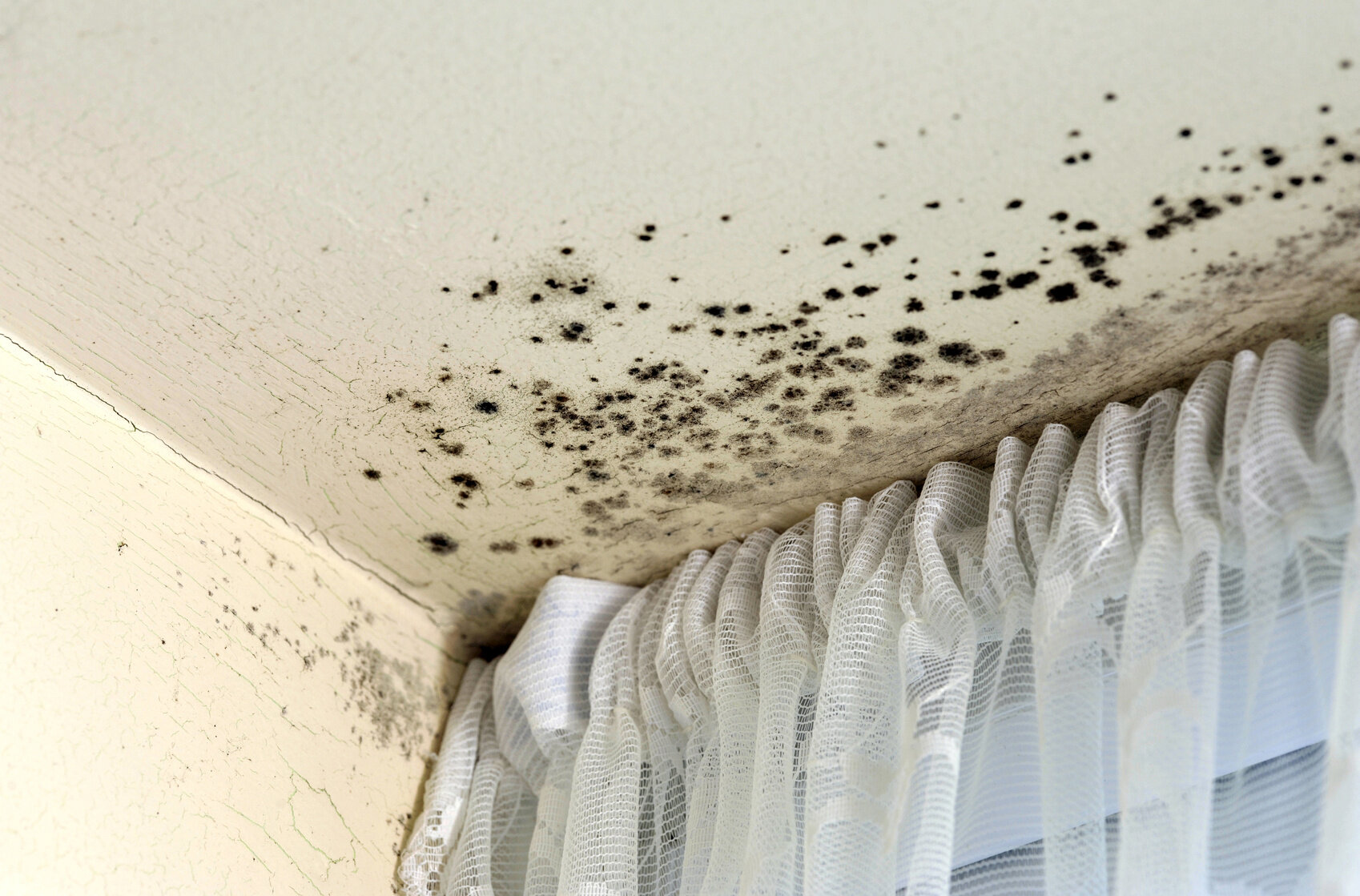 Mold Regulations For Landlords And Tenants Target Solutions