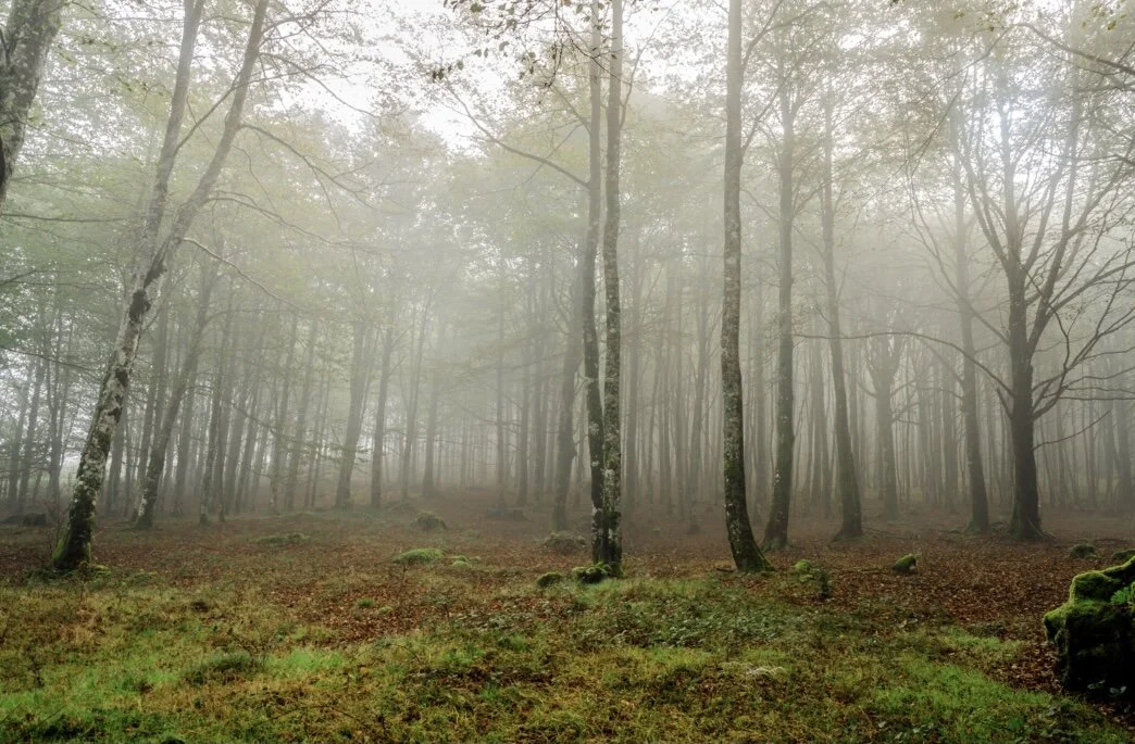 Your Nature Spirit Guides