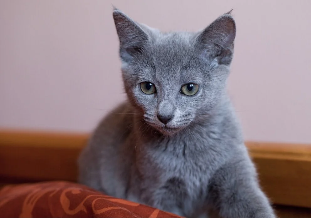 Your Animal Spirit Guides