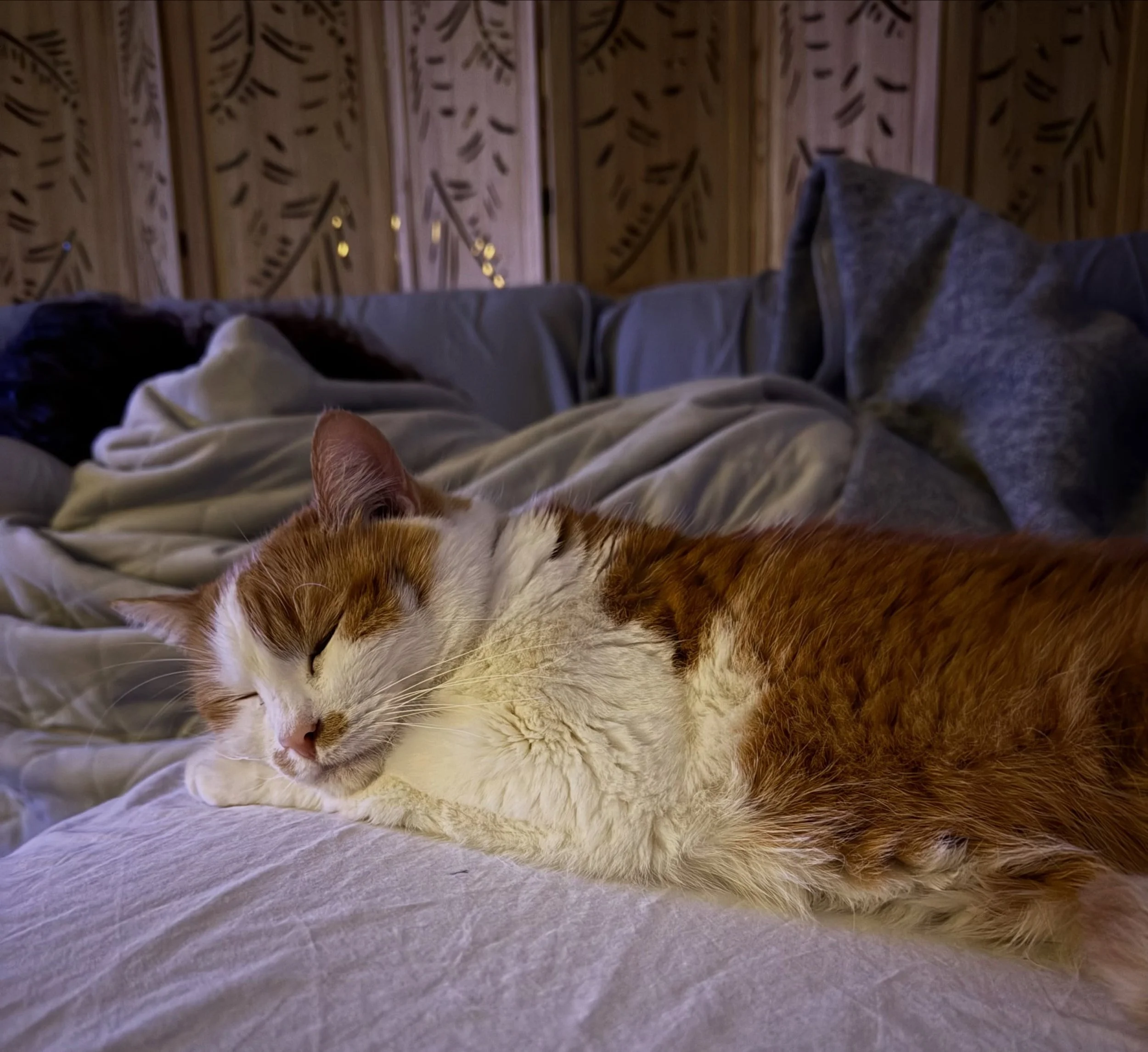 Movie night with Sofia and Bella&hellip; which means I&rsquo;ll probably end up watching the movie all by myself tonight! 😂🍿�
#mumlife #catsofinstagram #reiki #momentslikethis #rest