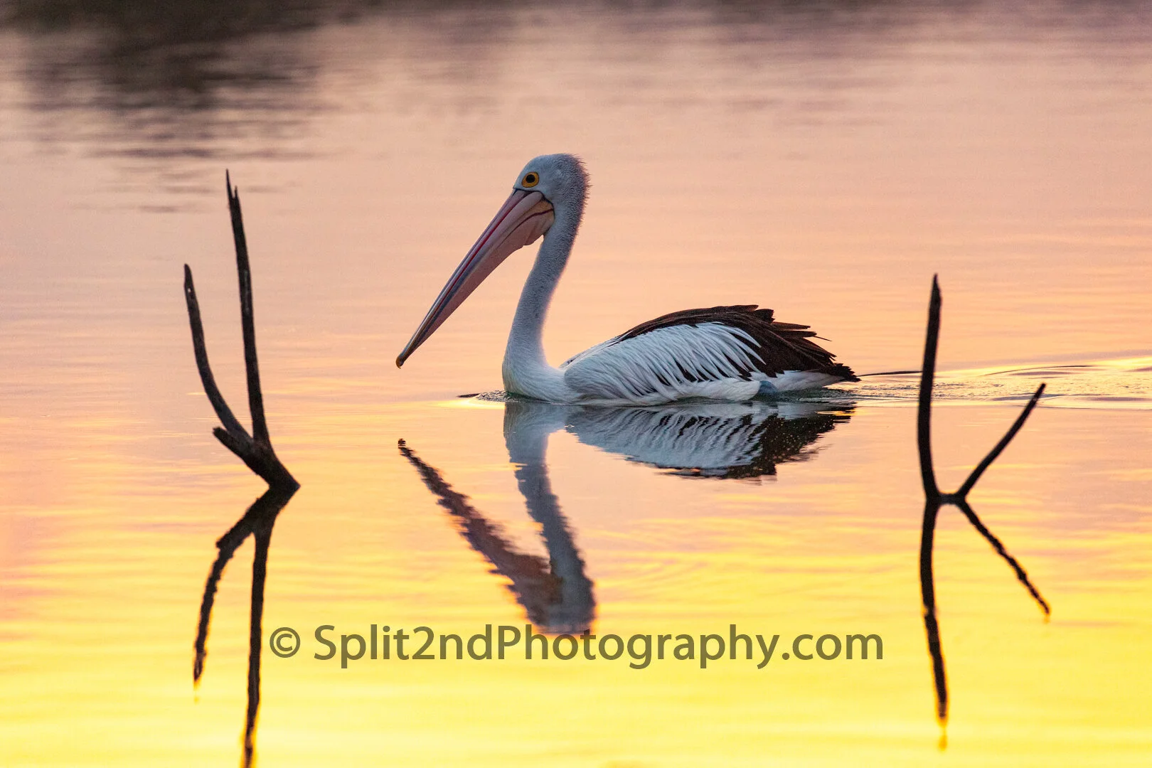 Sunset Pelican-1.jpg