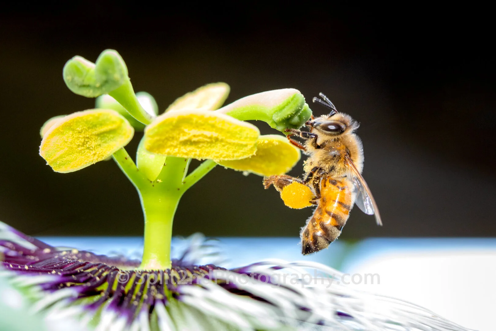 Bee-230.jpg