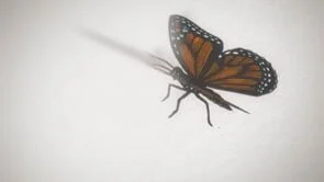 butterfly side 72dpi audio.mp4