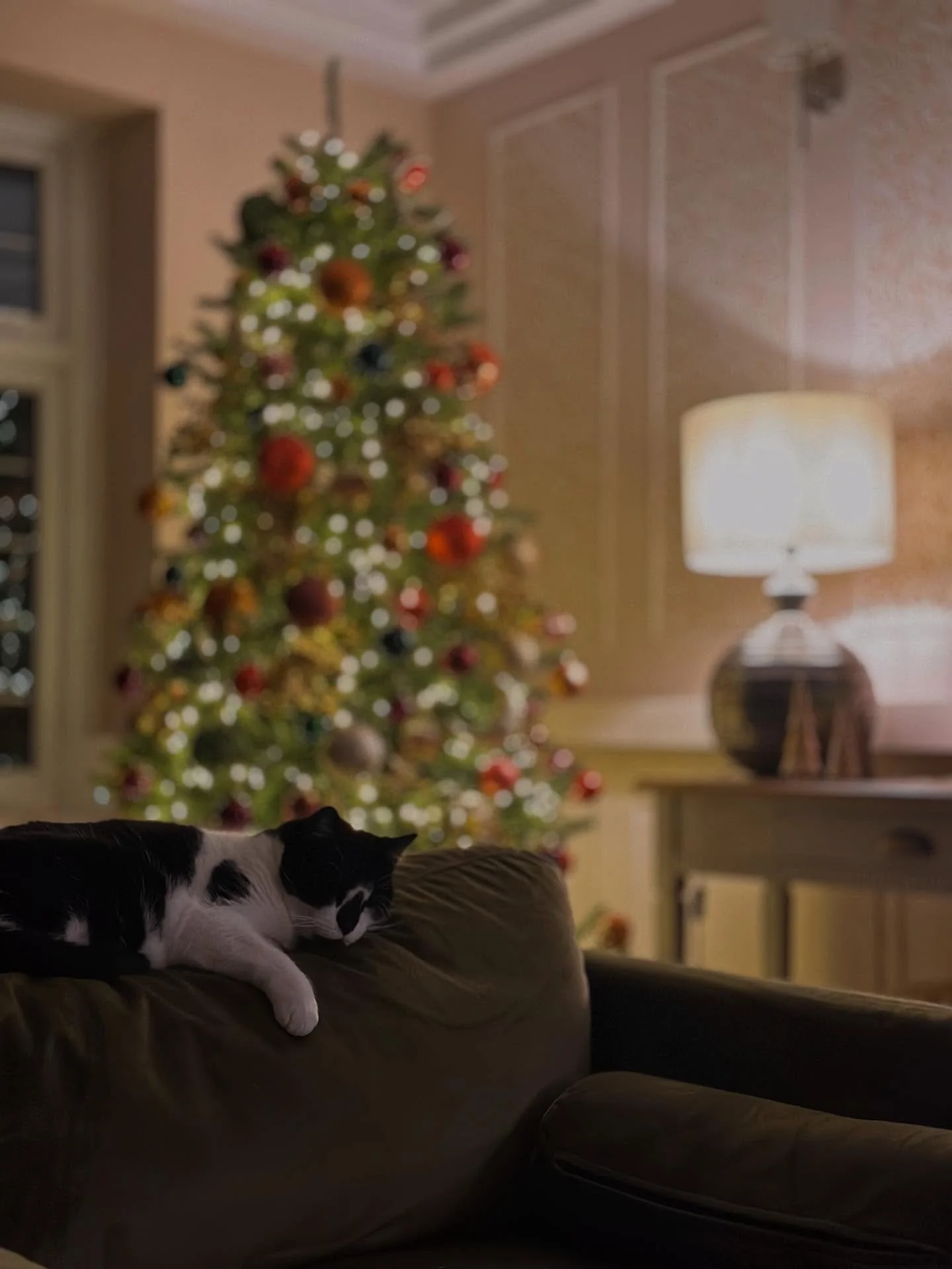 December sundayzzzzzz 
#christmastree #christmasdecor #christmasseason #cosychristmas #festivedecor