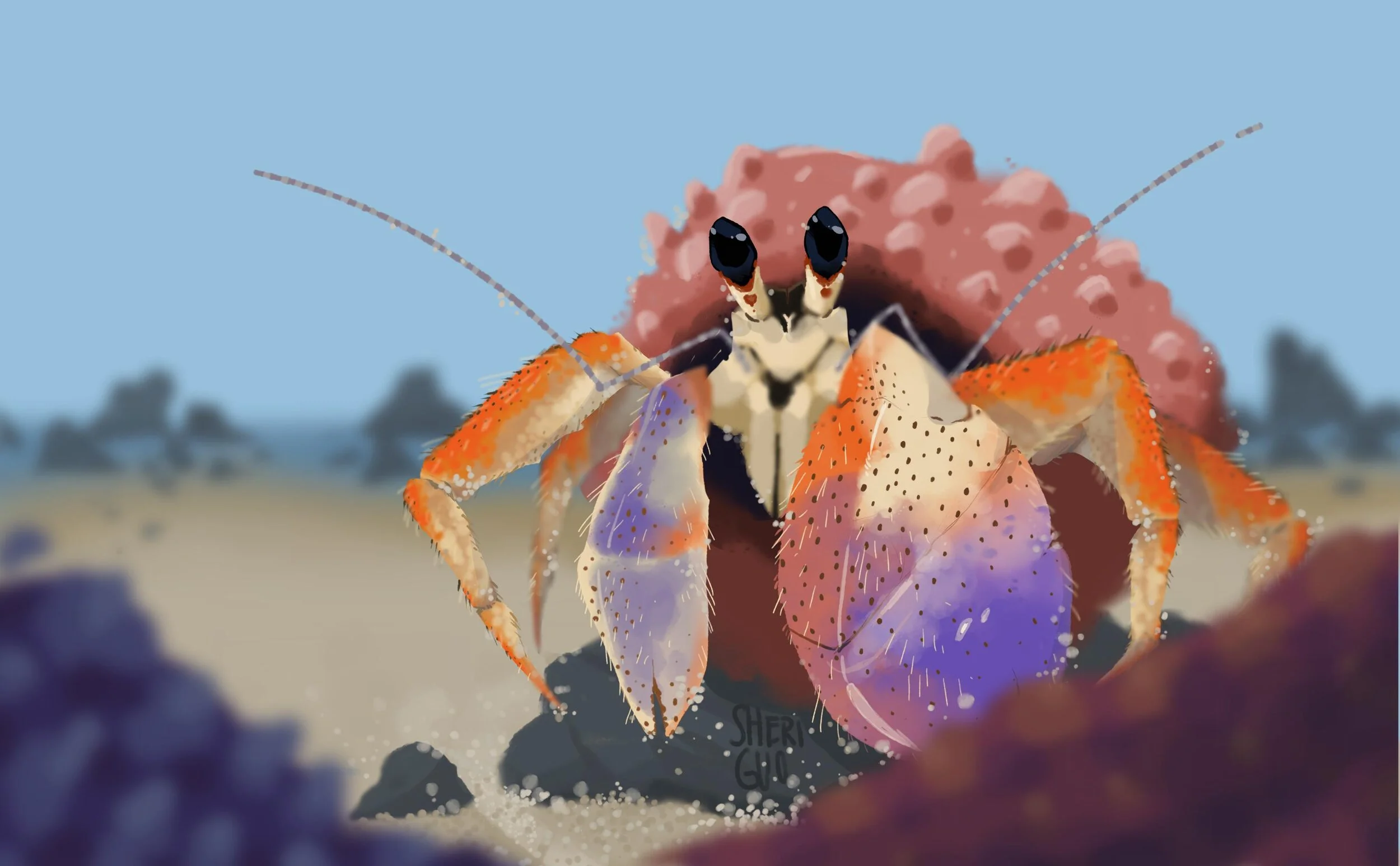 sheriguohermitcrab.jpg