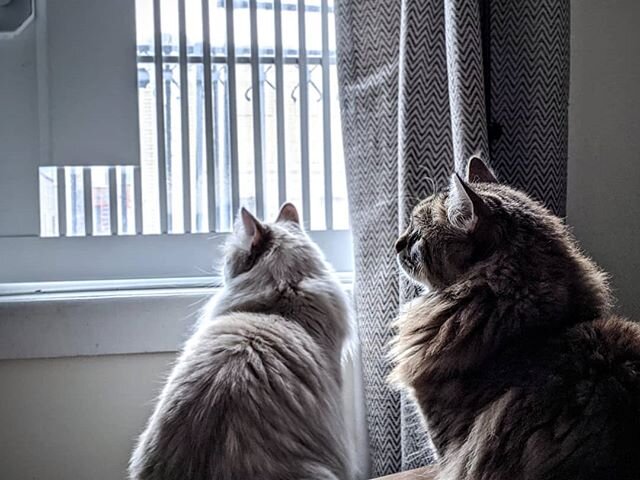 Keeping a lookout... 🐥 #wherearethebirds
.
.
#siberiancatsofinstagram #siberiancat #siberiancats #cats #catsofinstagram #ilovecats #siberian_cats_lovers #catsoninstagram #catstagram #instacat #pawsandclaws #cutecat #cutecats #cutekitty #meow_beautie