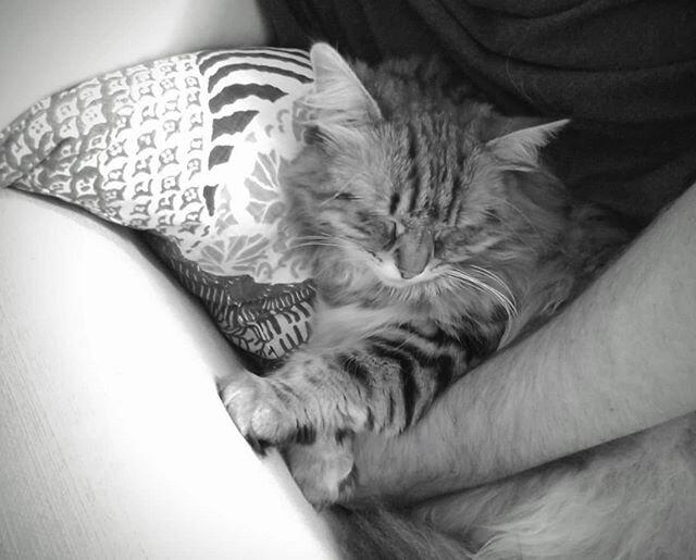 Katya cuddles... ❤️ #littlespoon .
.
#sleepingcat #sleepingbeauty #feline #siberiancatsofinstagram #siberiancat #siberiancats #cats #catsofinstagram #ilovecats #siberian_cats_lovers #catsoninstagram #thedailykitten #catstagram #instacat #topcatphoto 